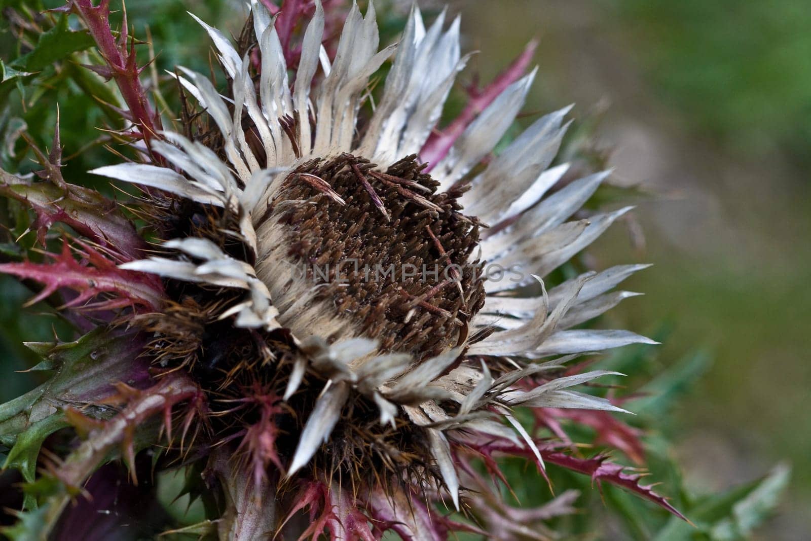 Silver Thistle