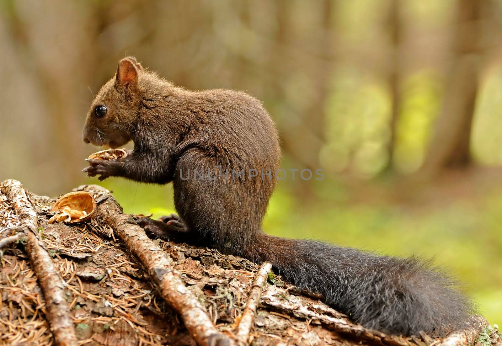 Squirrel