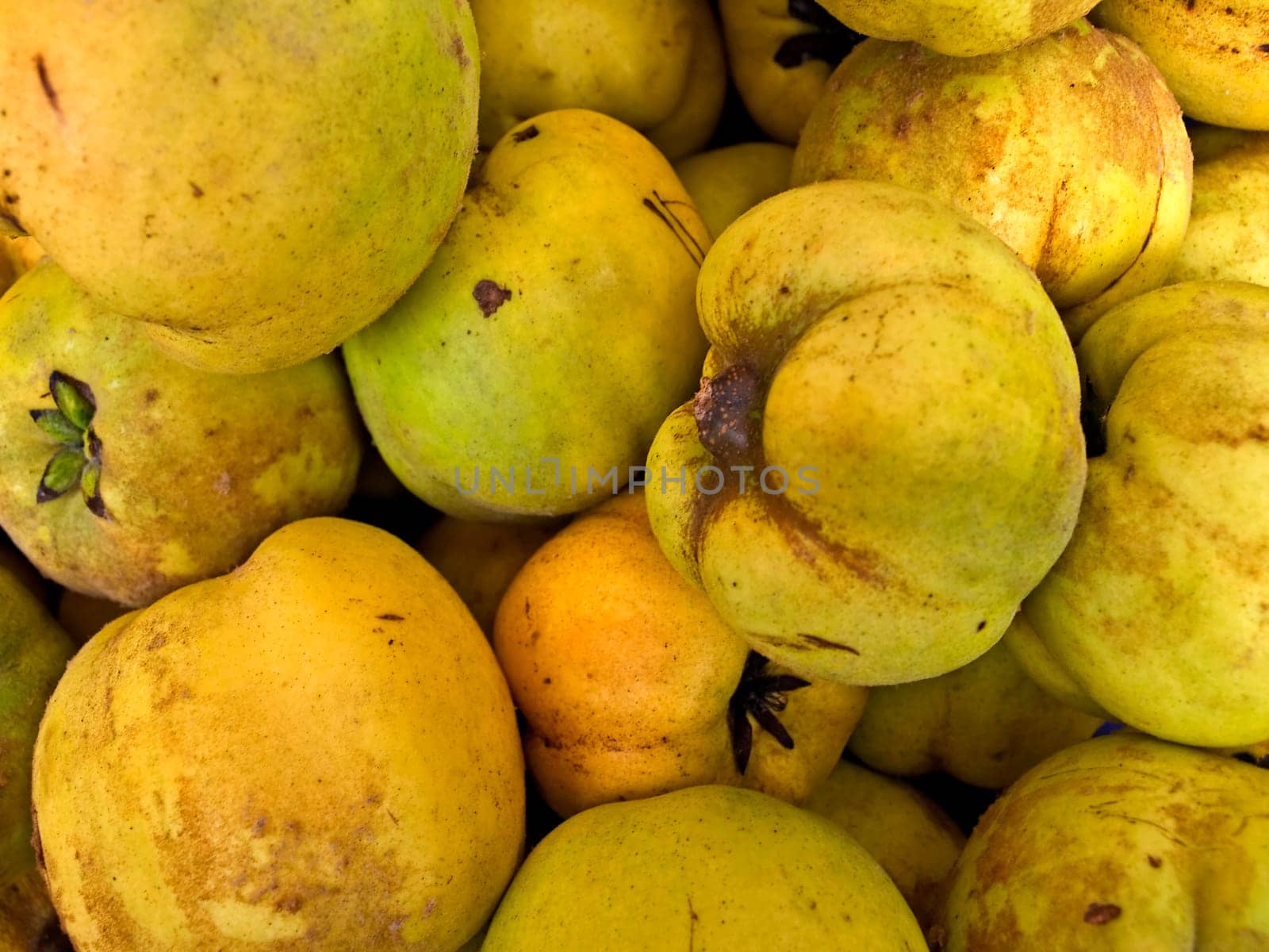 Quince