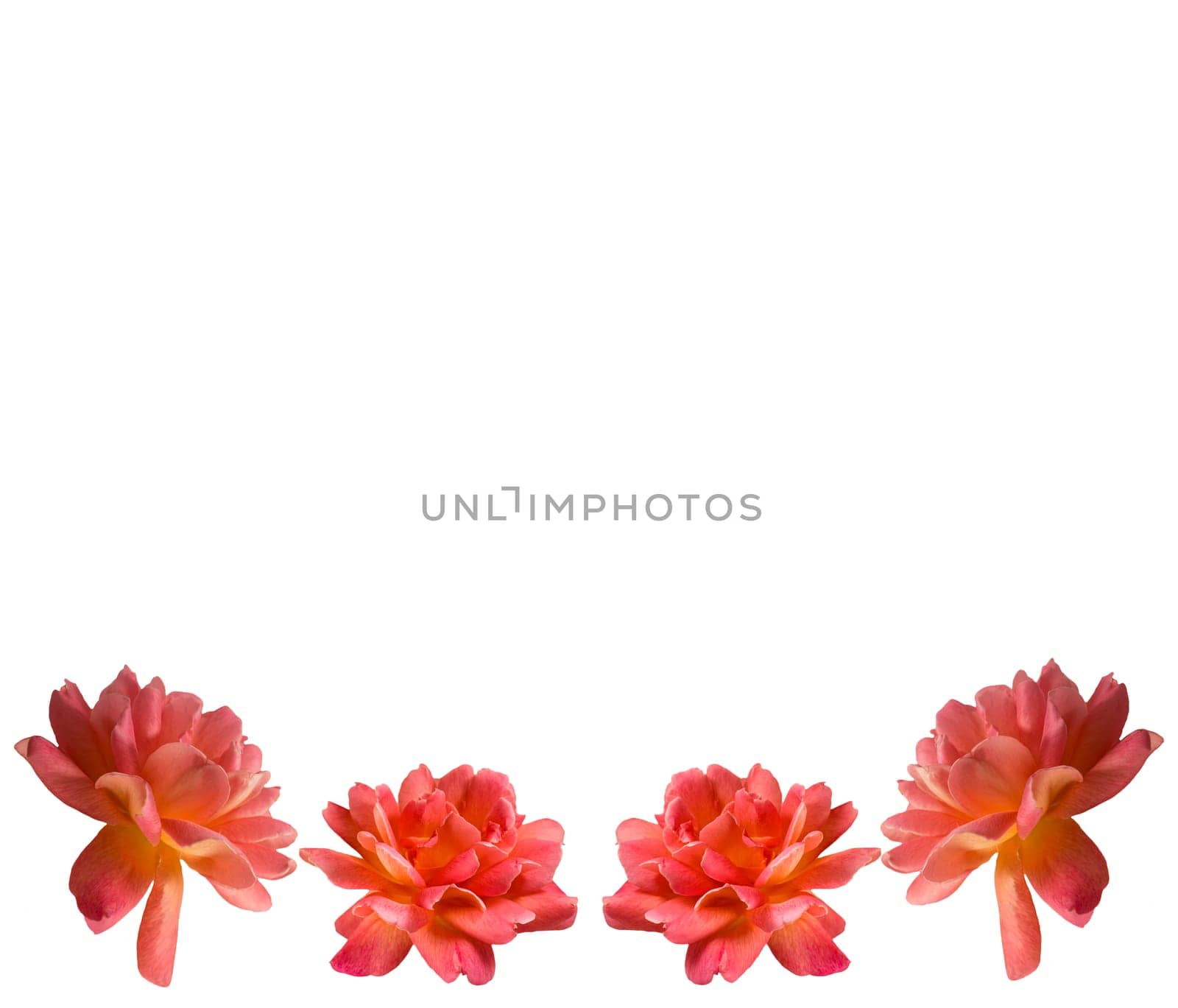 beautiful rose flowers border