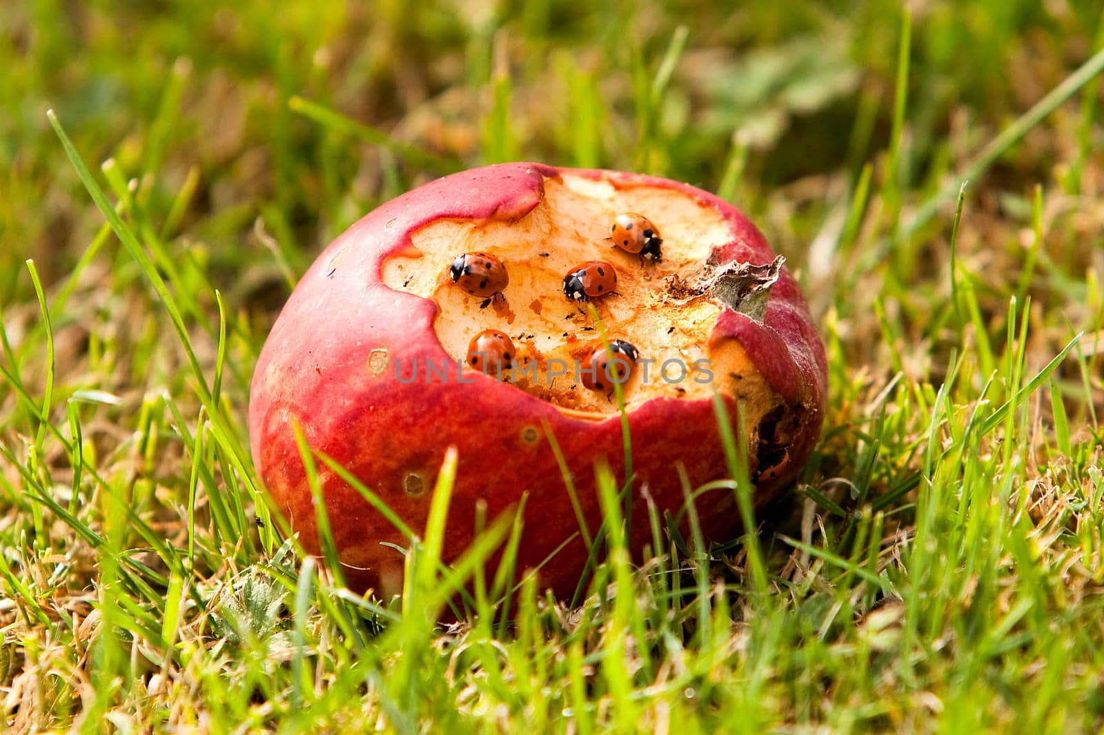 Apple with ladybugs