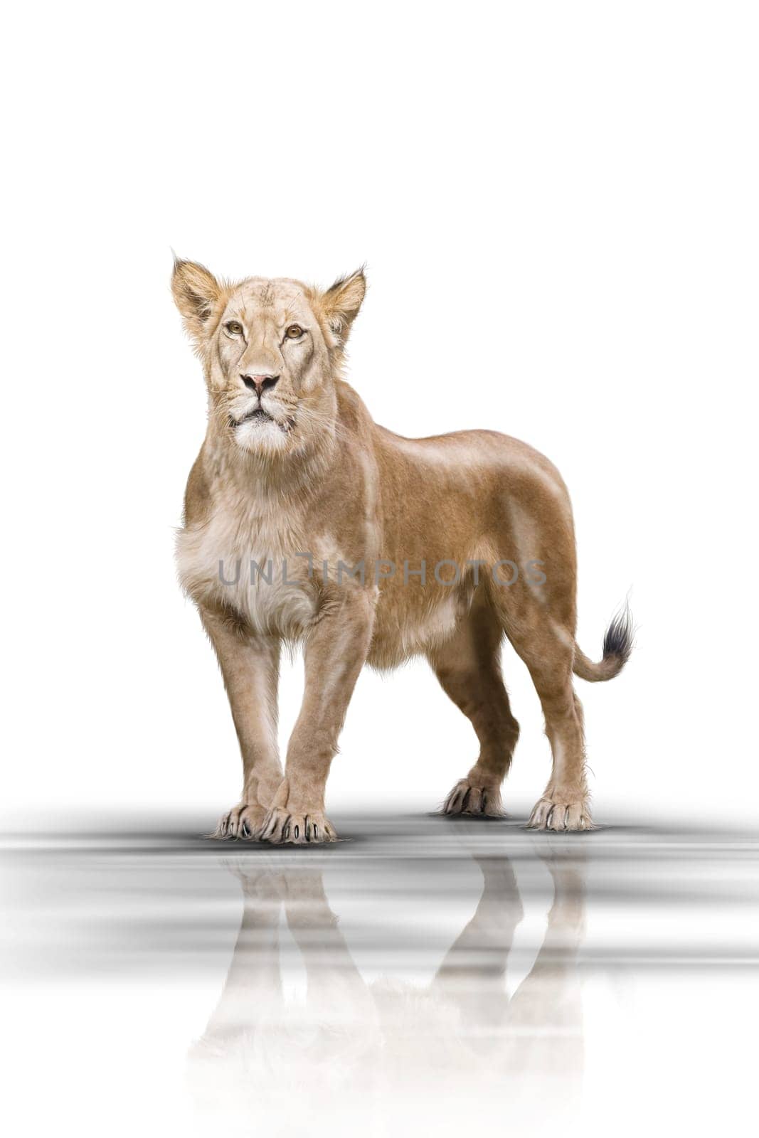 Lion 002