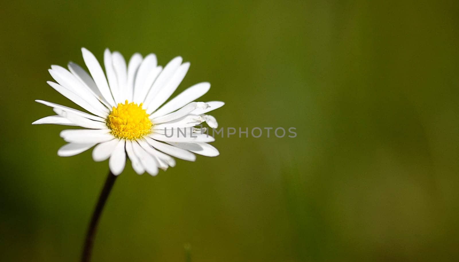 daisy