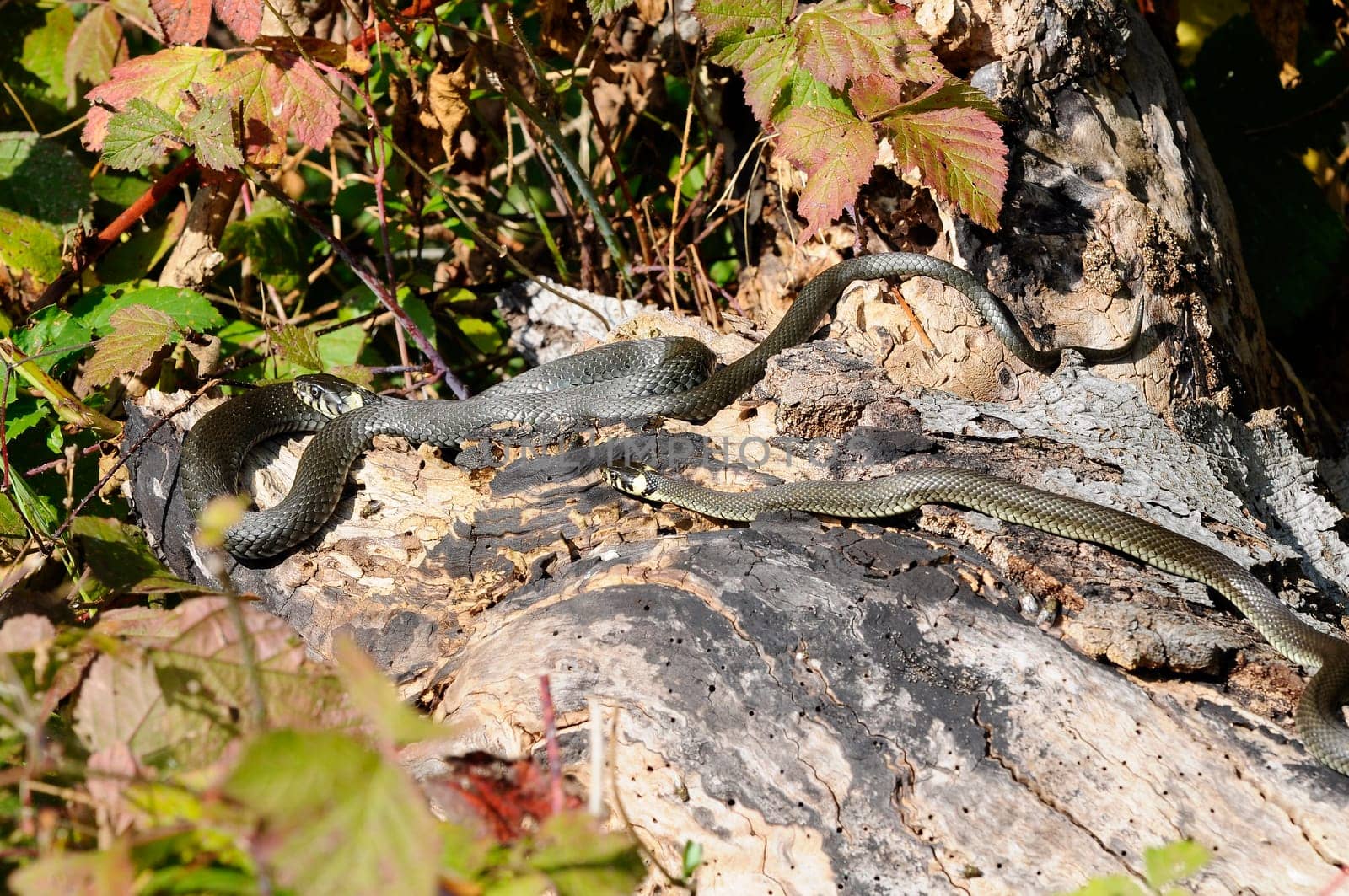 Grass Snake - Natrix natrix