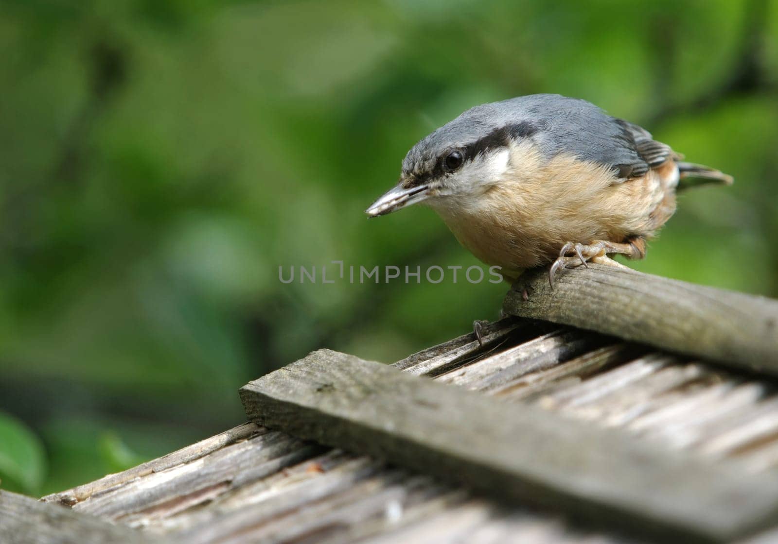 Nuthatch,Sitta europaea