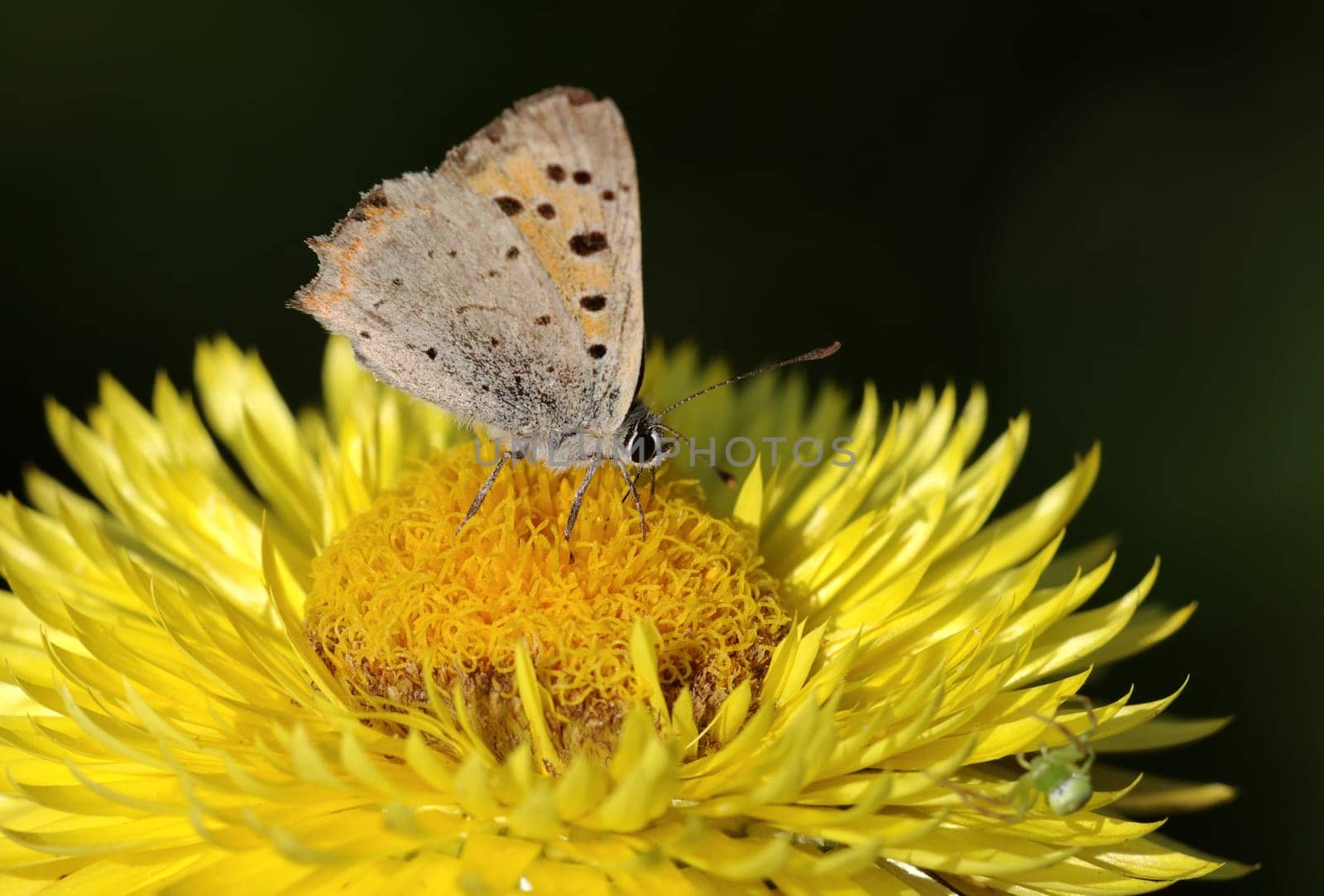 small fire butterfly,immortelle