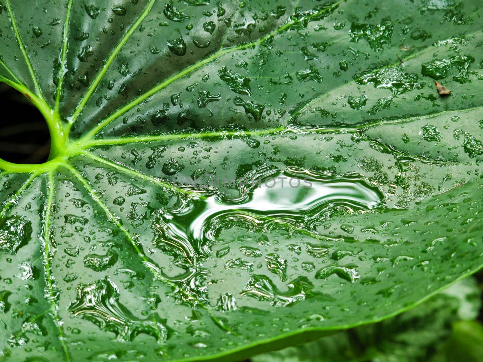 Raindrops on a leaf