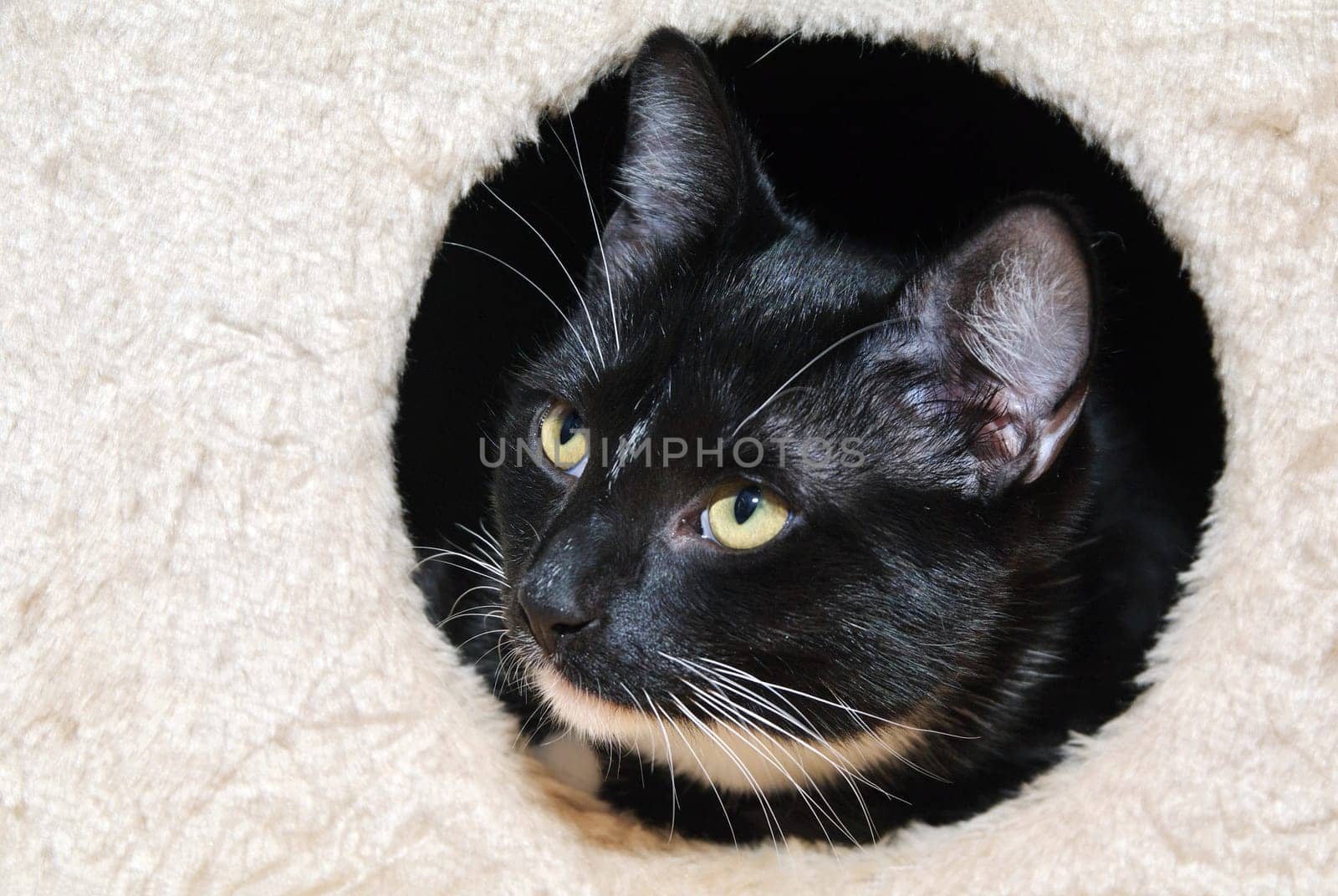 Cat in the cave