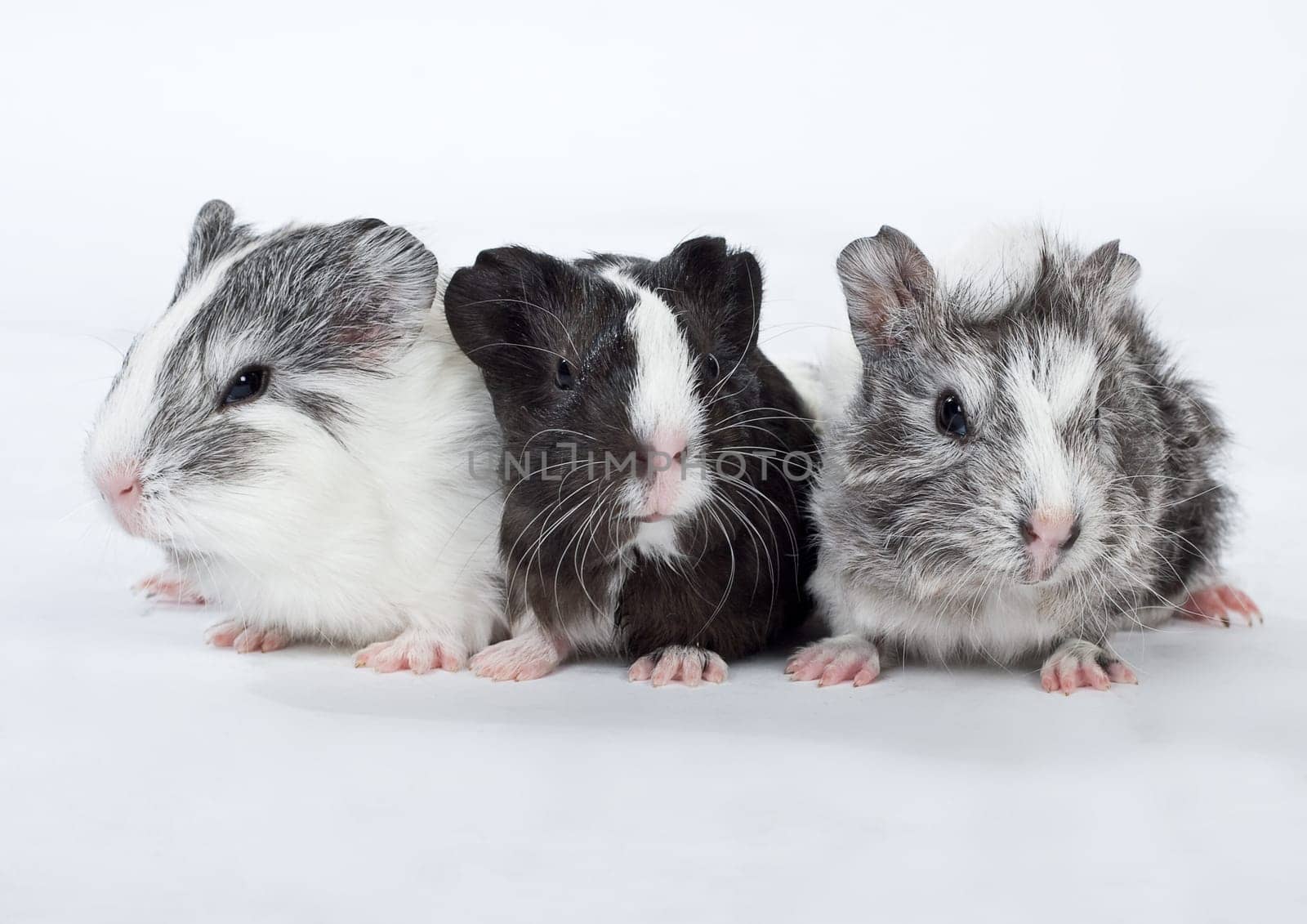 Guinea pig cub