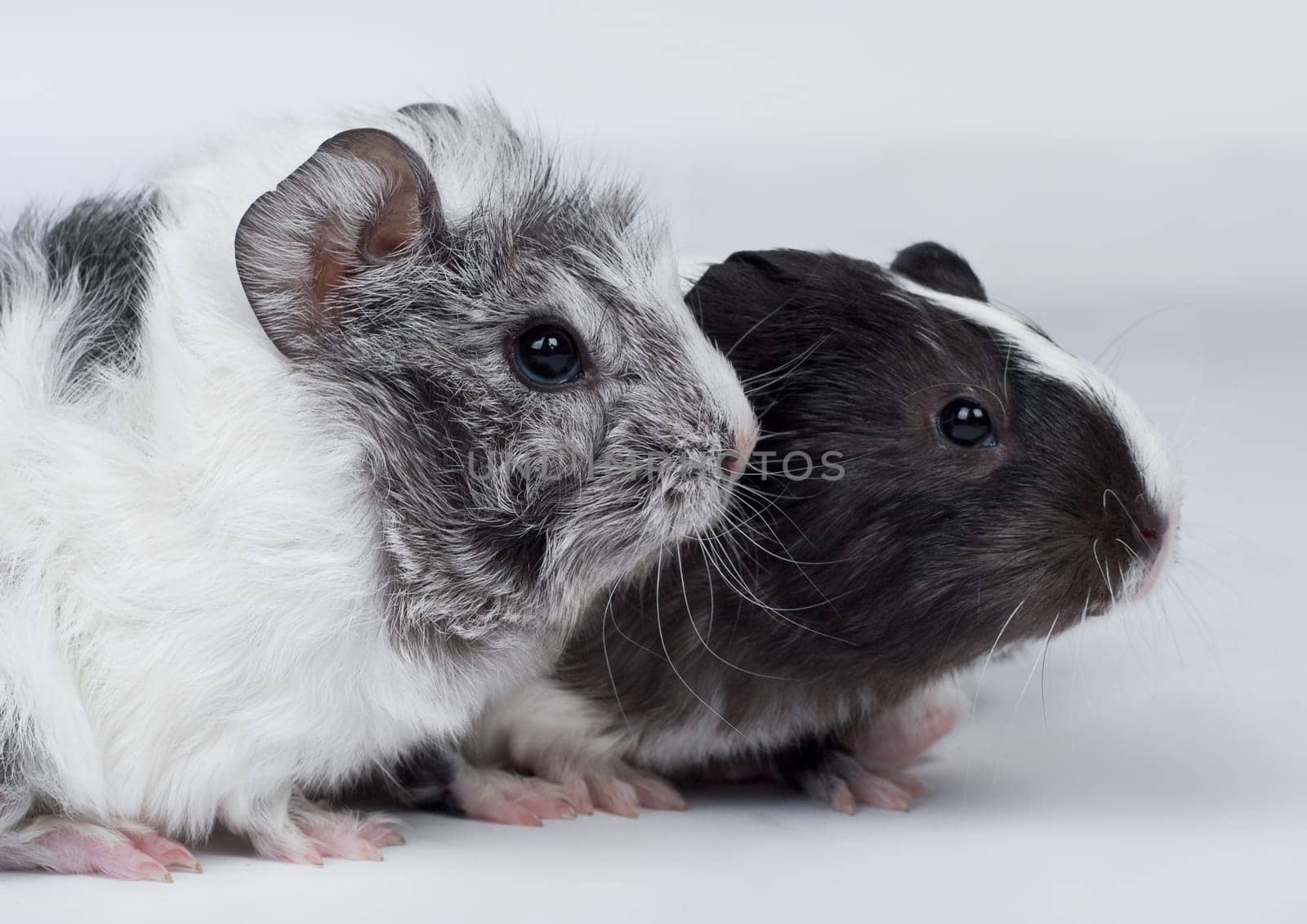 Guinea pig cub