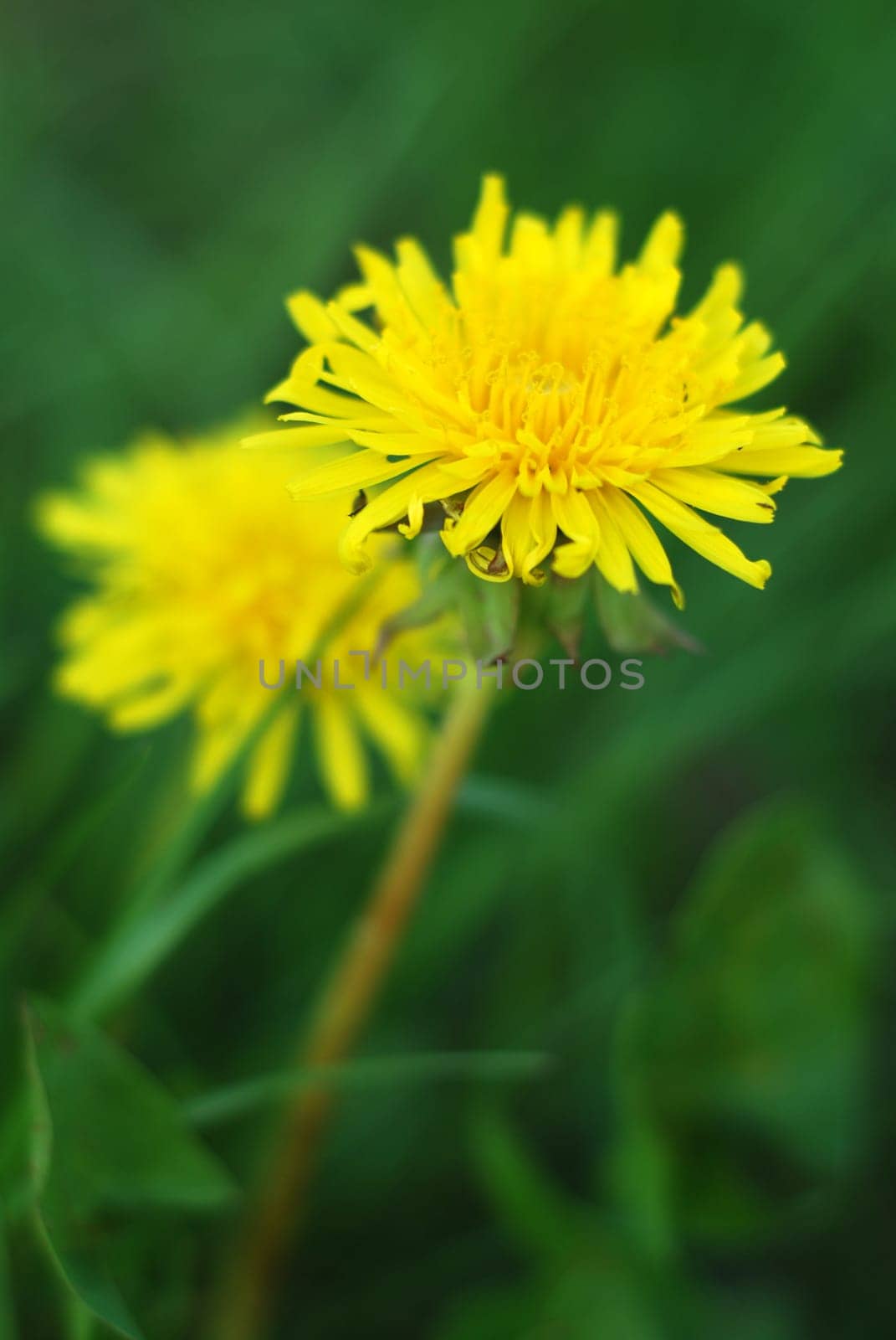 Dandelion