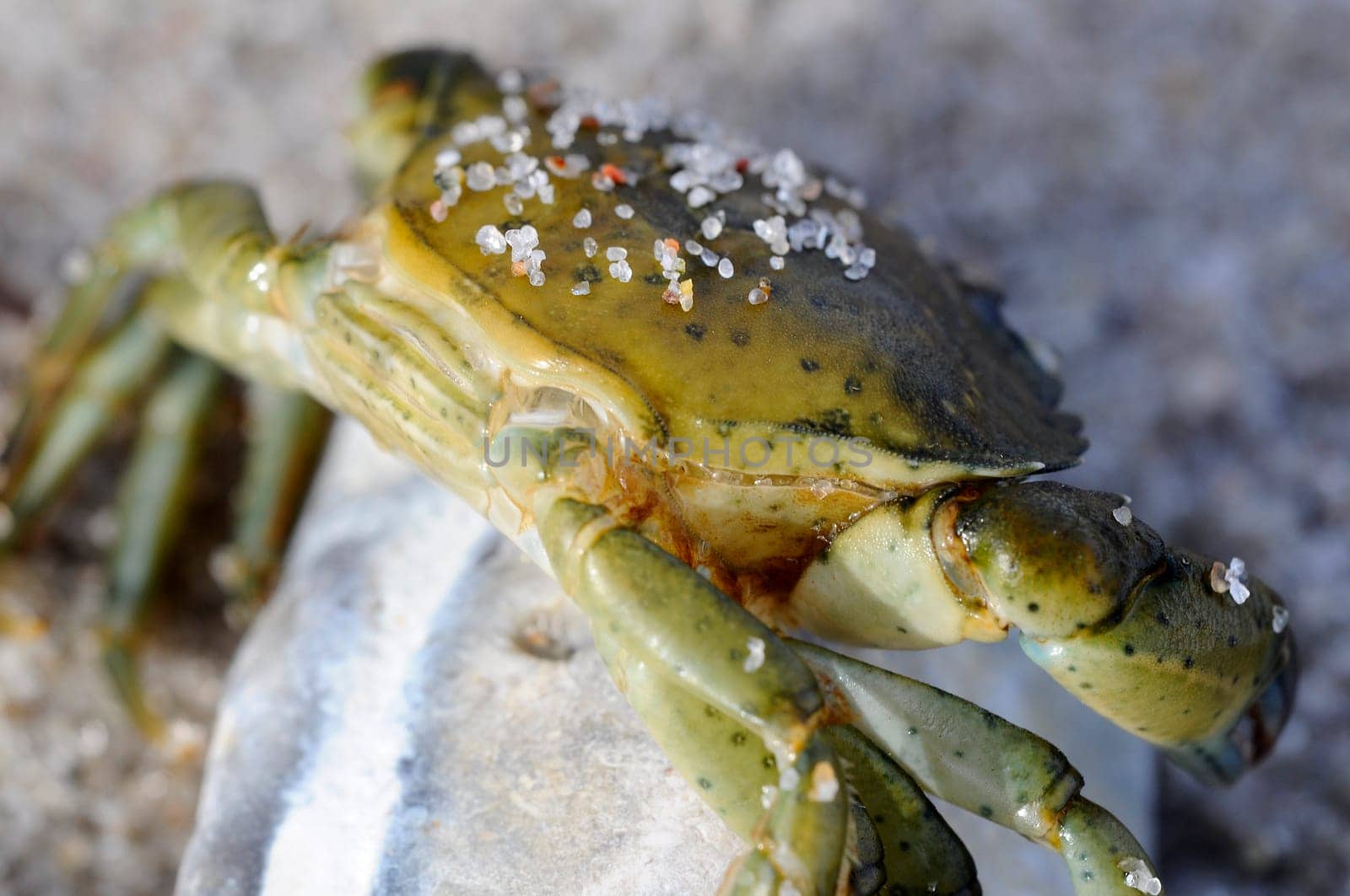 Crab