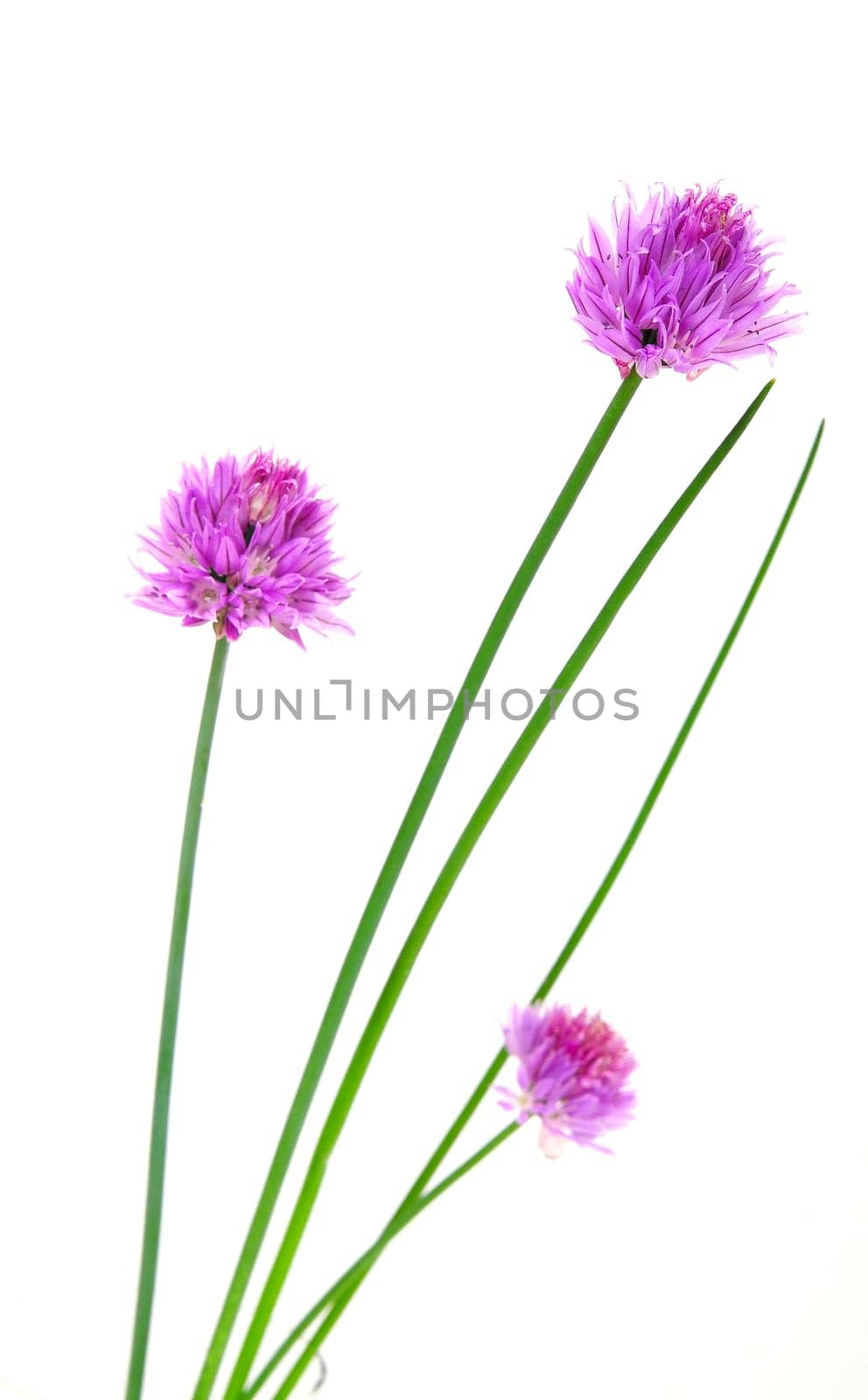 Herbs Chives Flowers