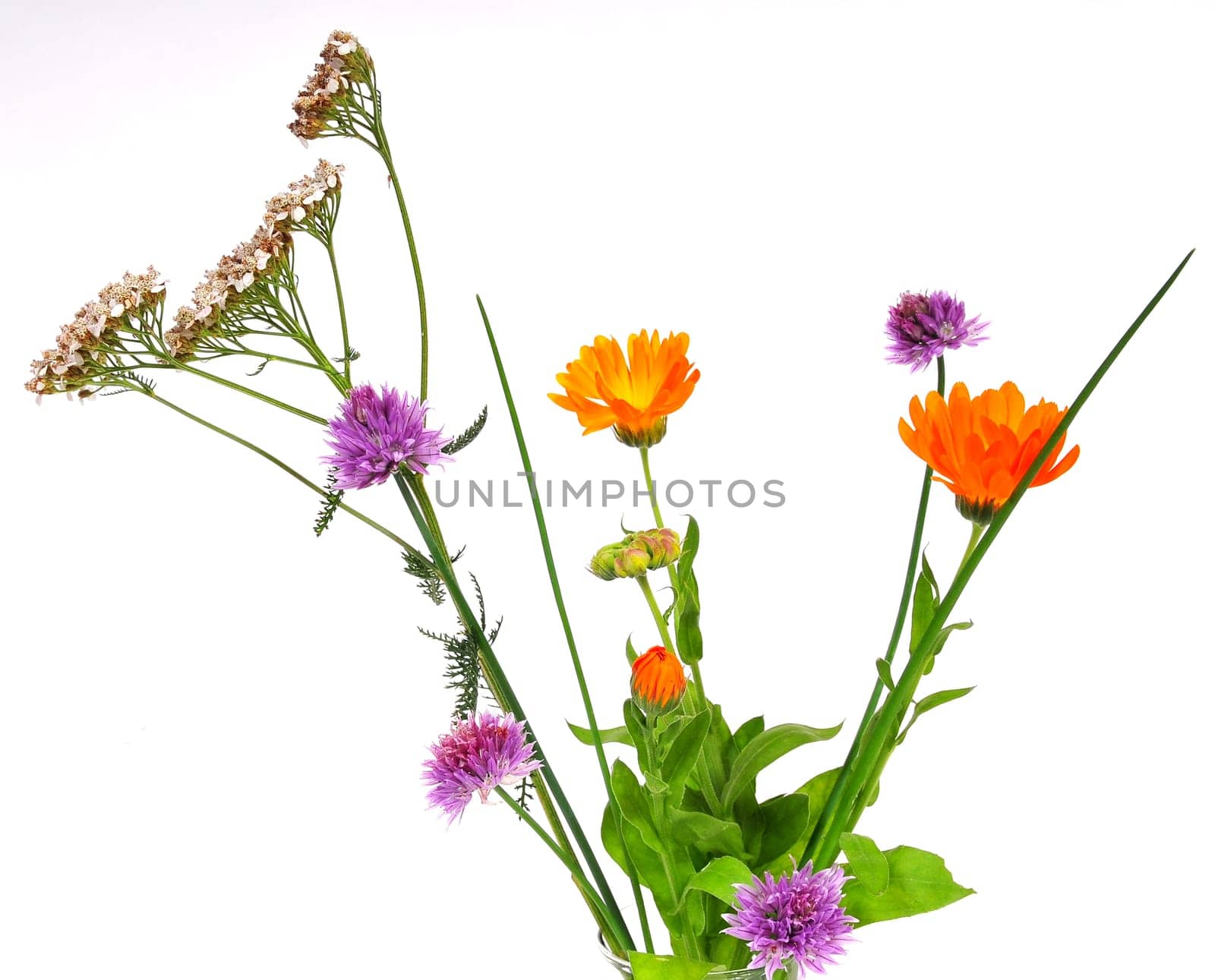 Herbs