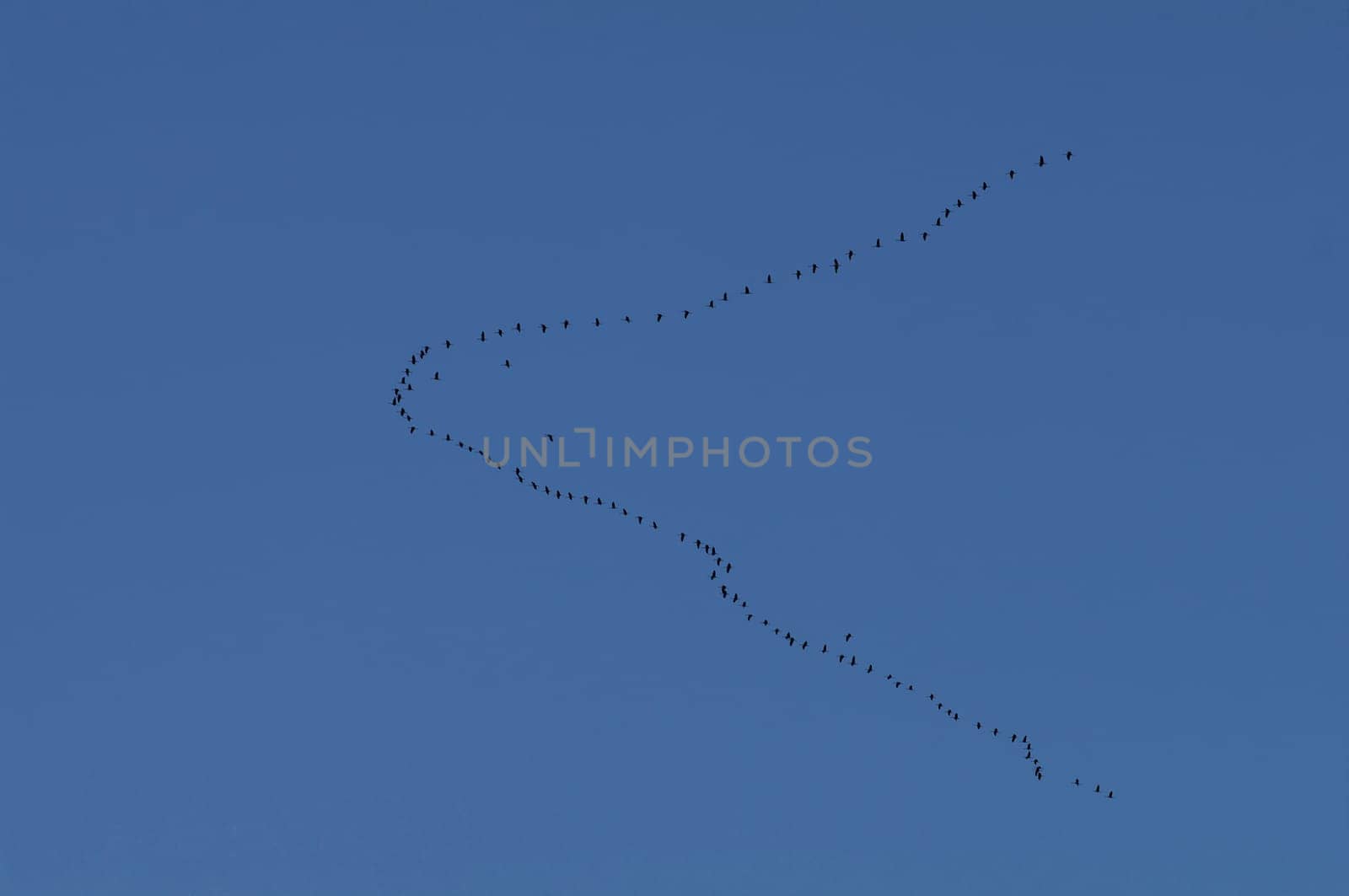 Greylag Goose,Migratory Bird,Formation