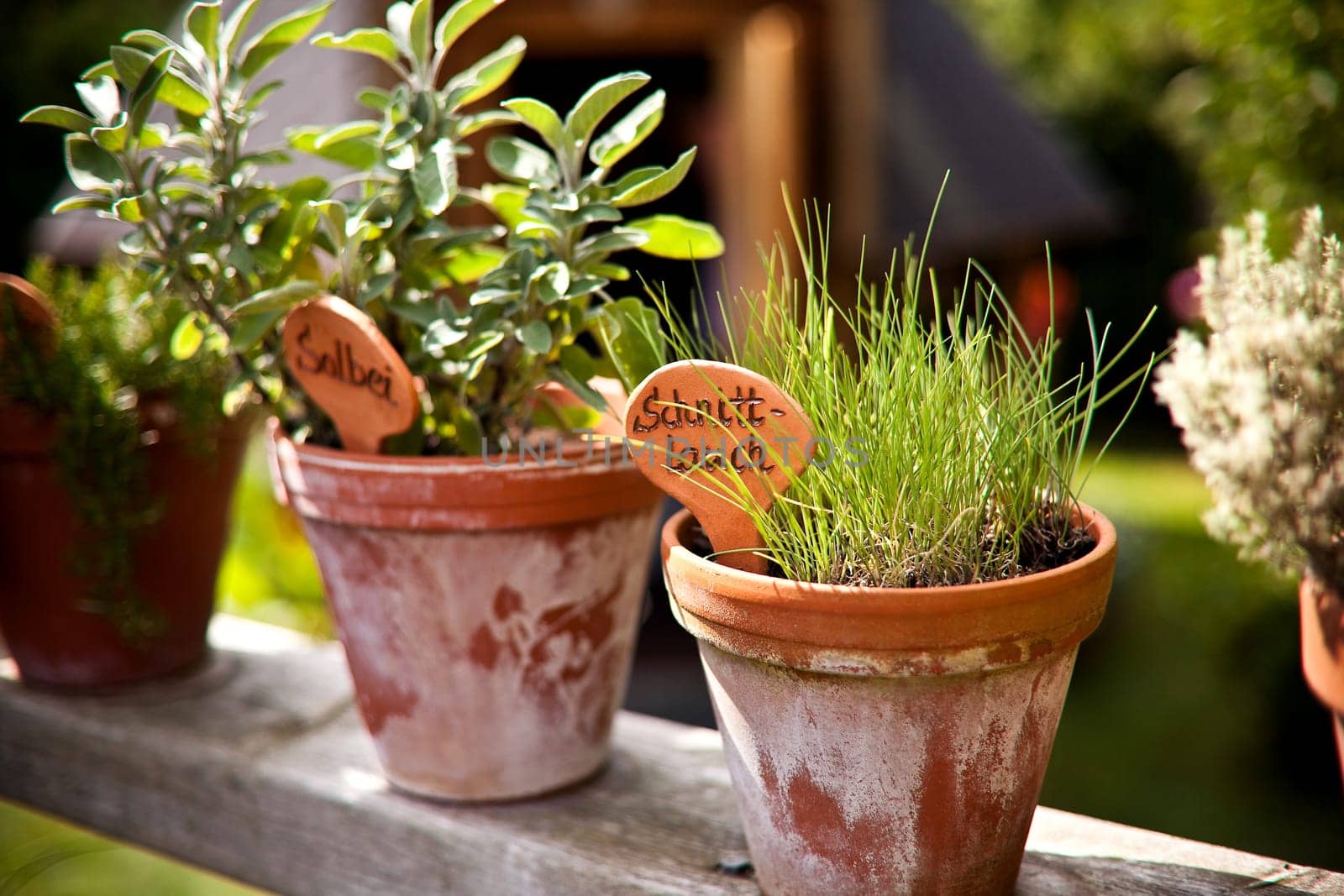 Herb pot