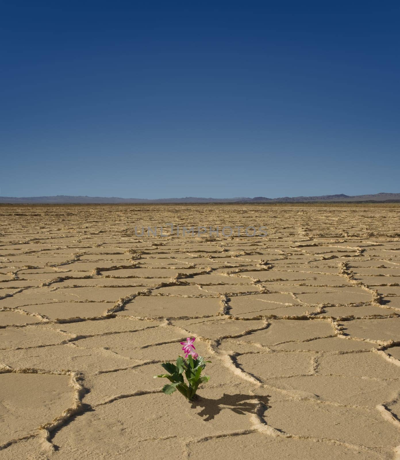 desert flower