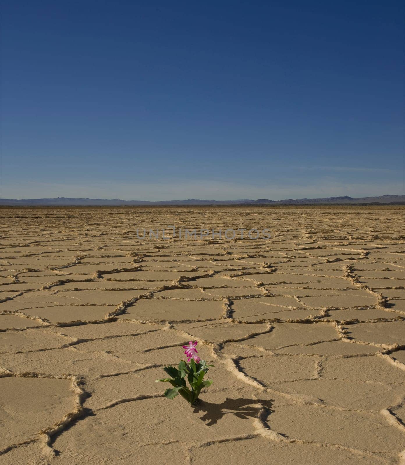desert flower
