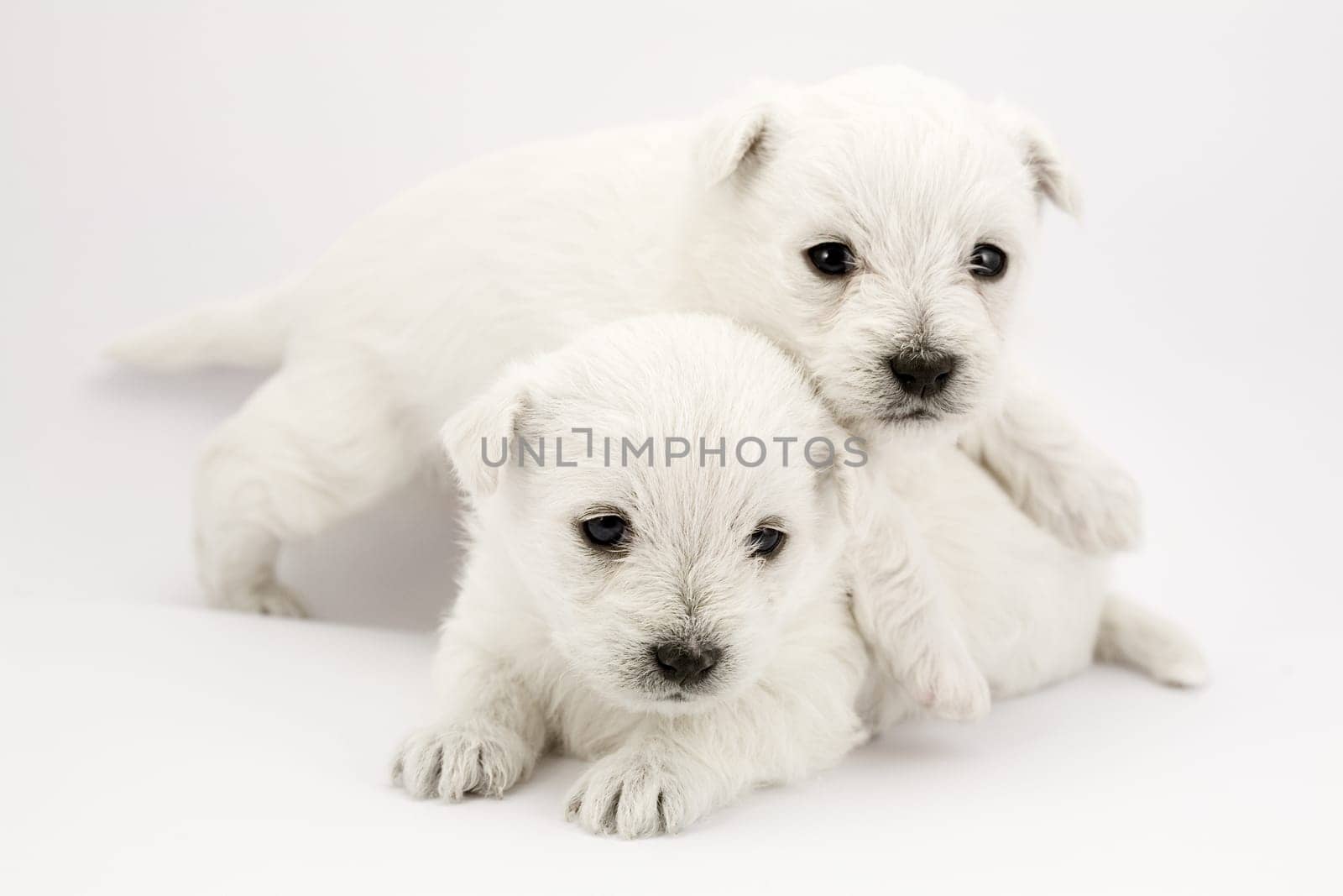 Playing puppies