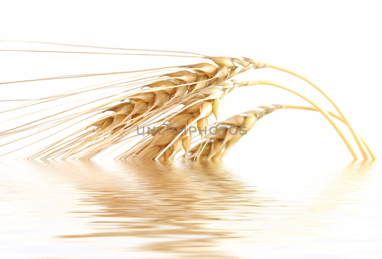 Ears of corn mirrored