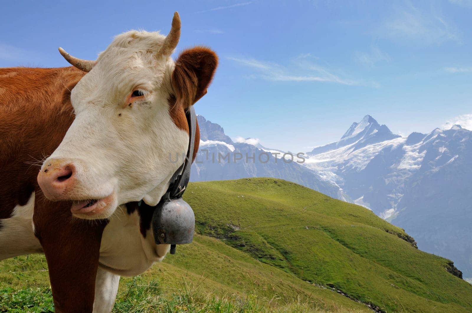 Cow Happiness