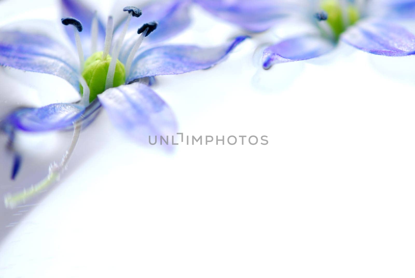 Floating flowers