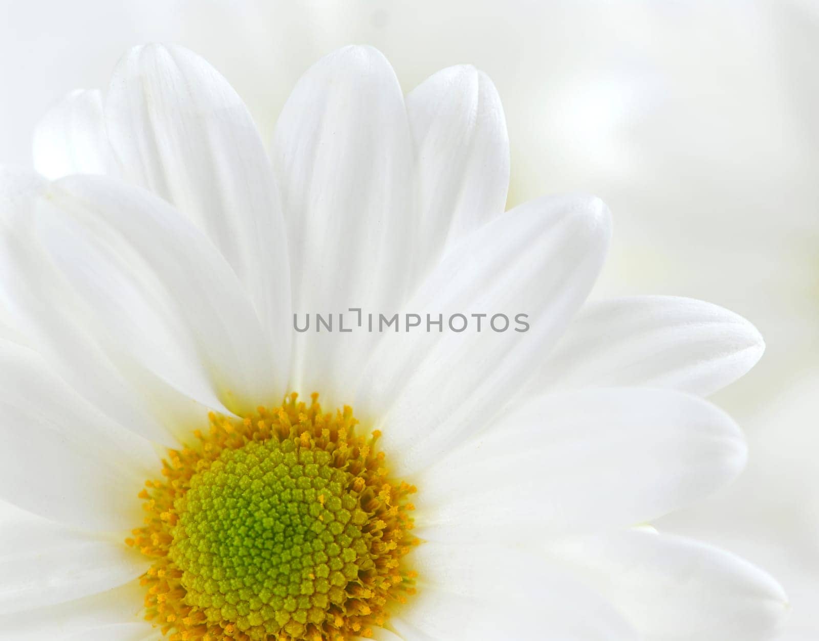 White daisies