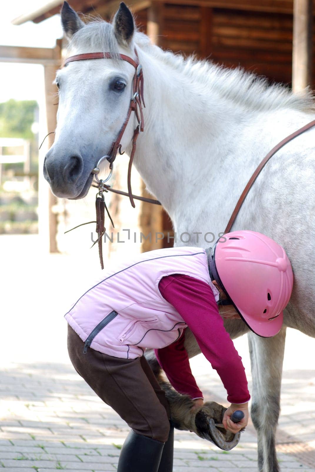 Horse Care