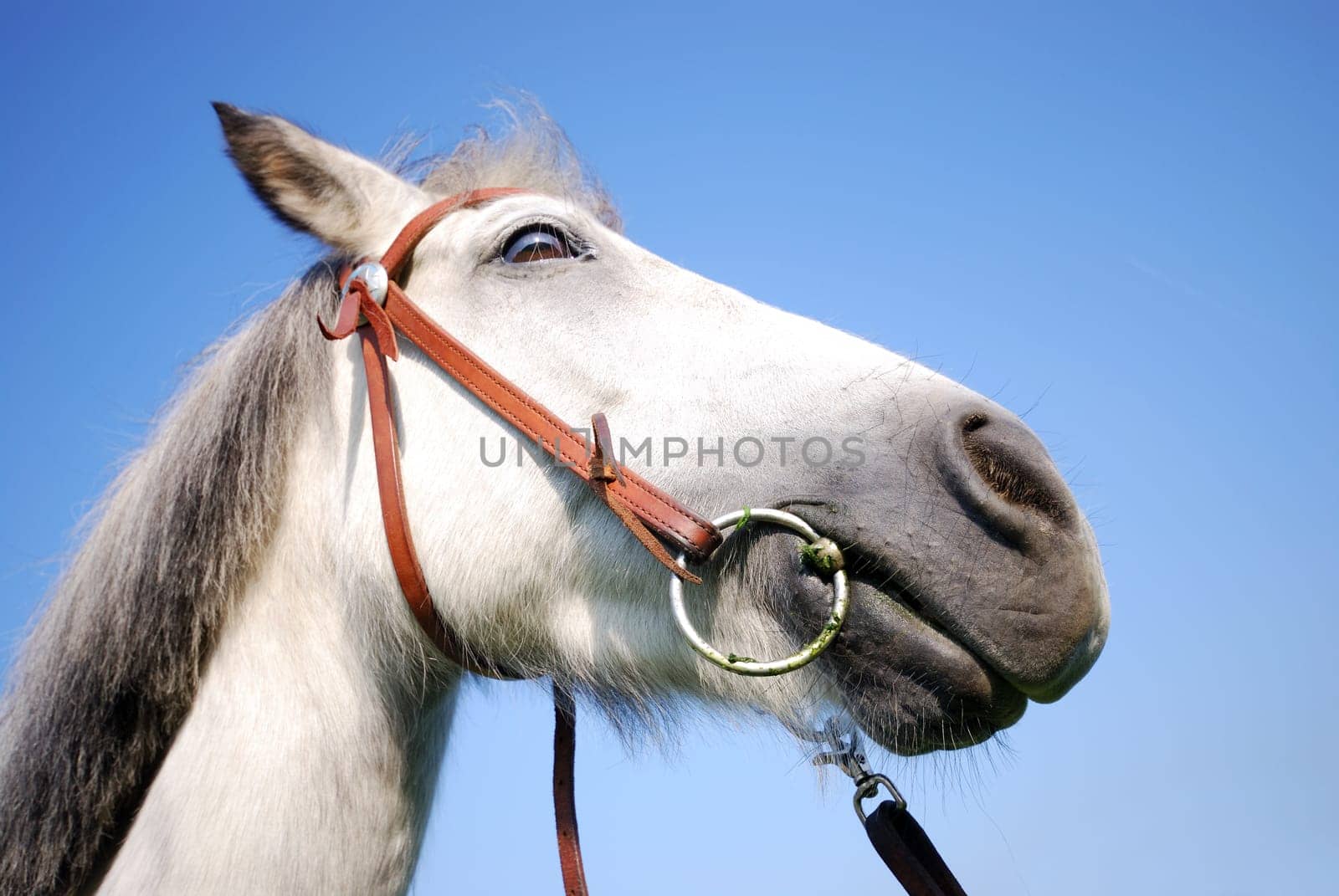 Riding pony