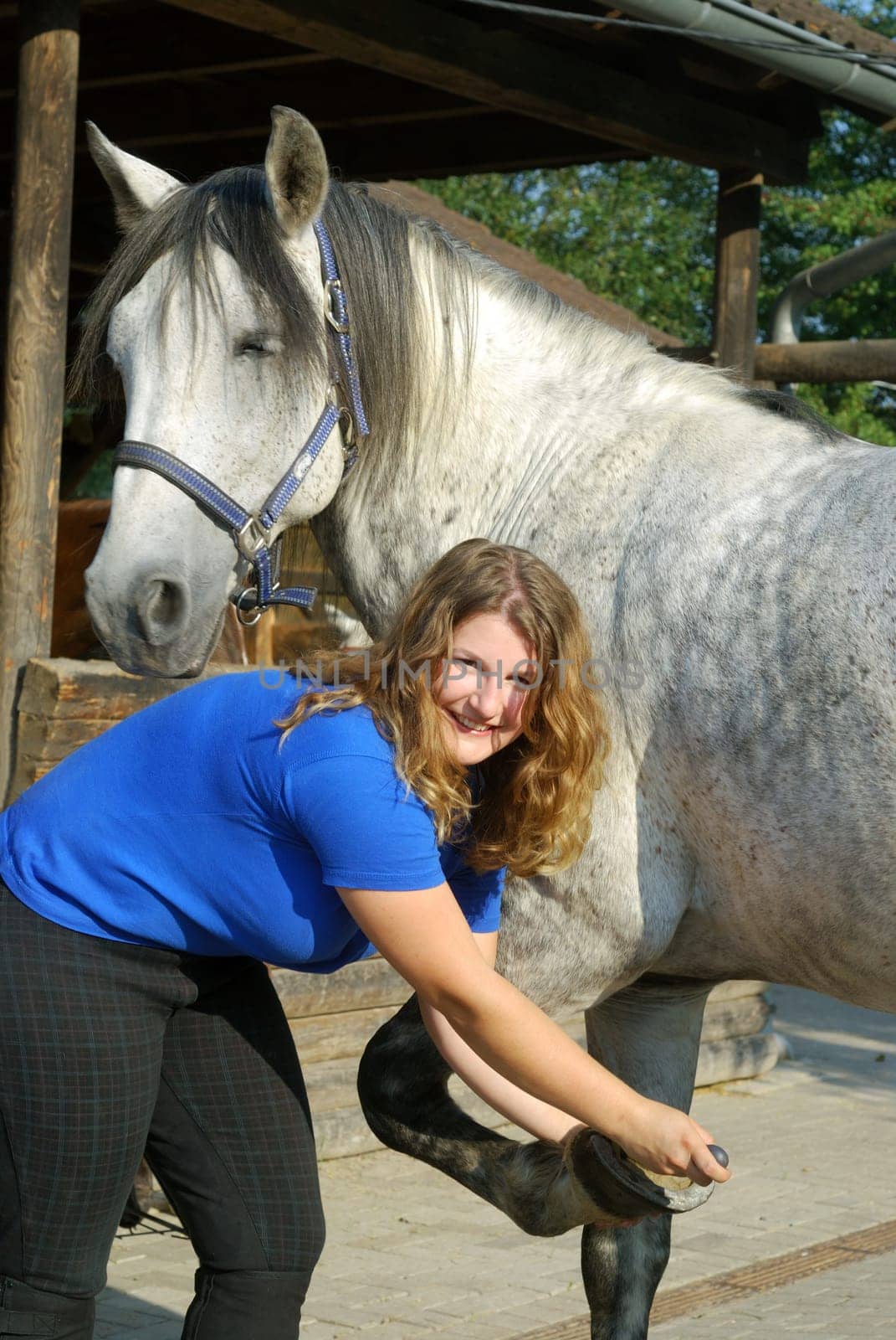 Horse Care