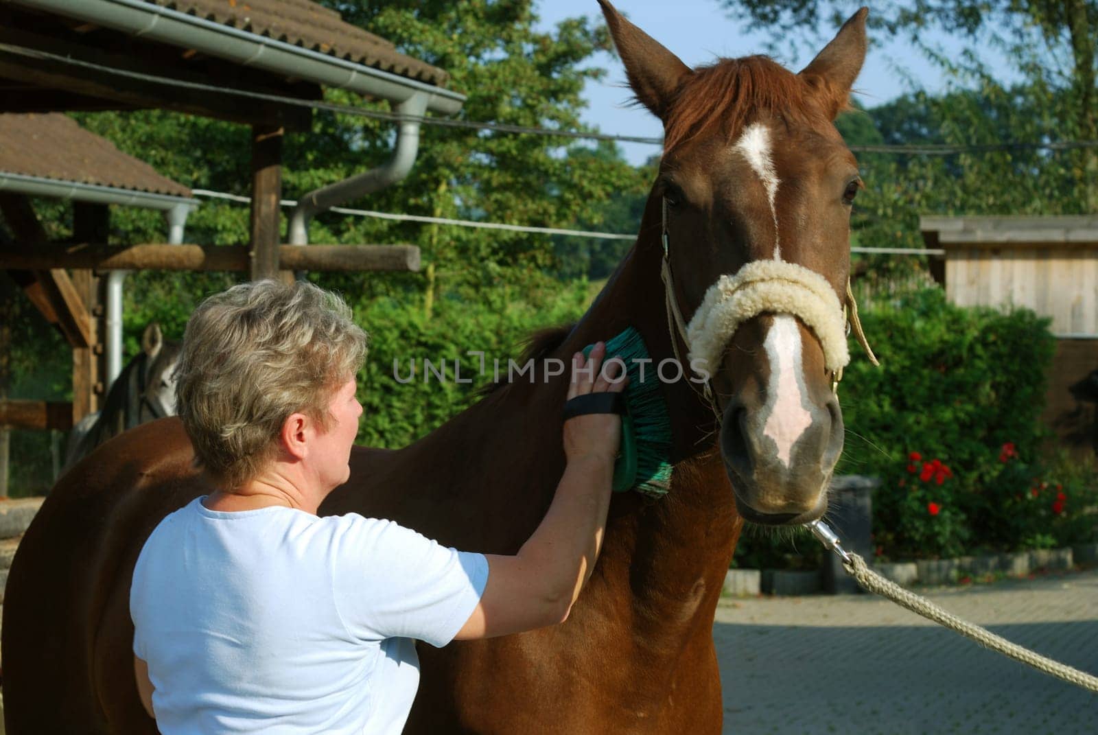 Horse Care