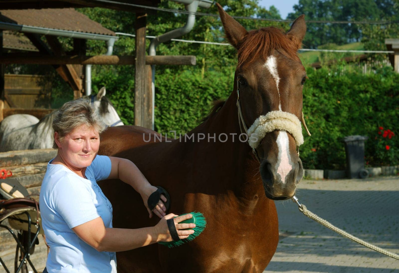 Horse Care