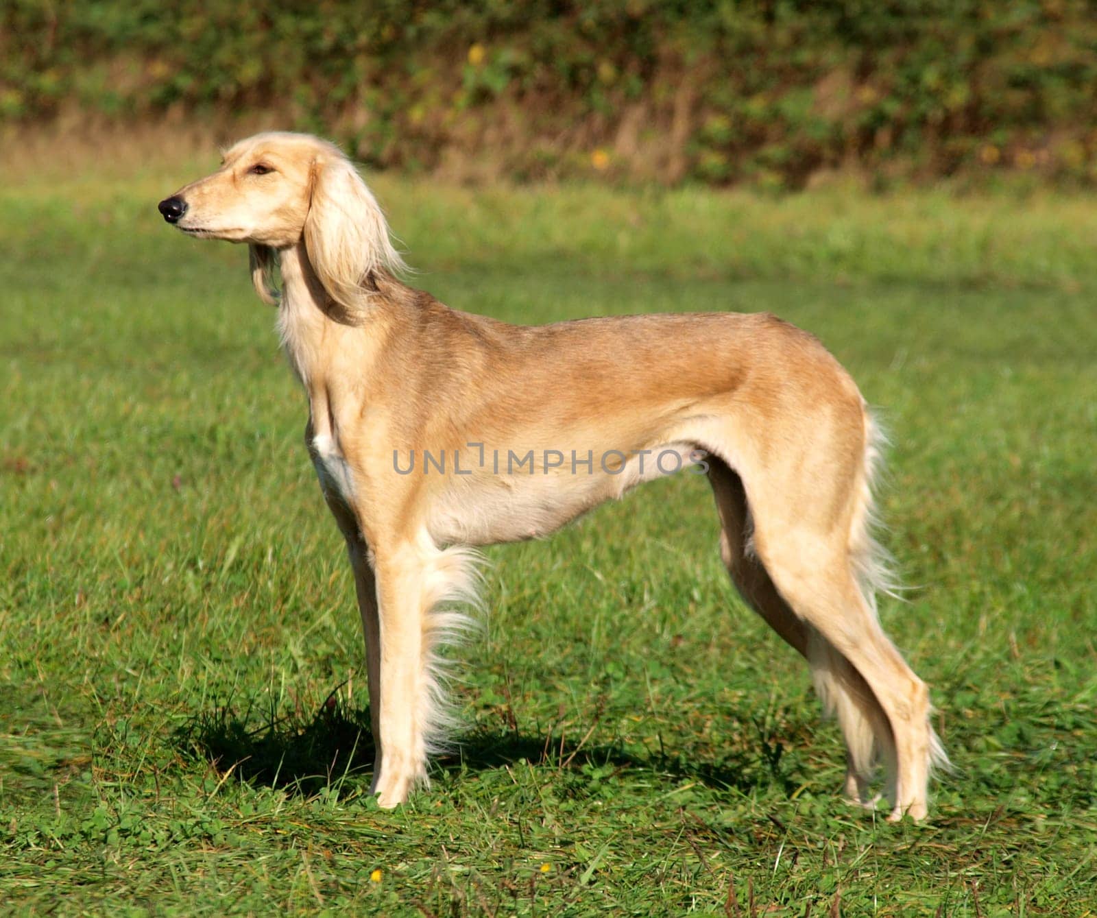 Saluki in profile