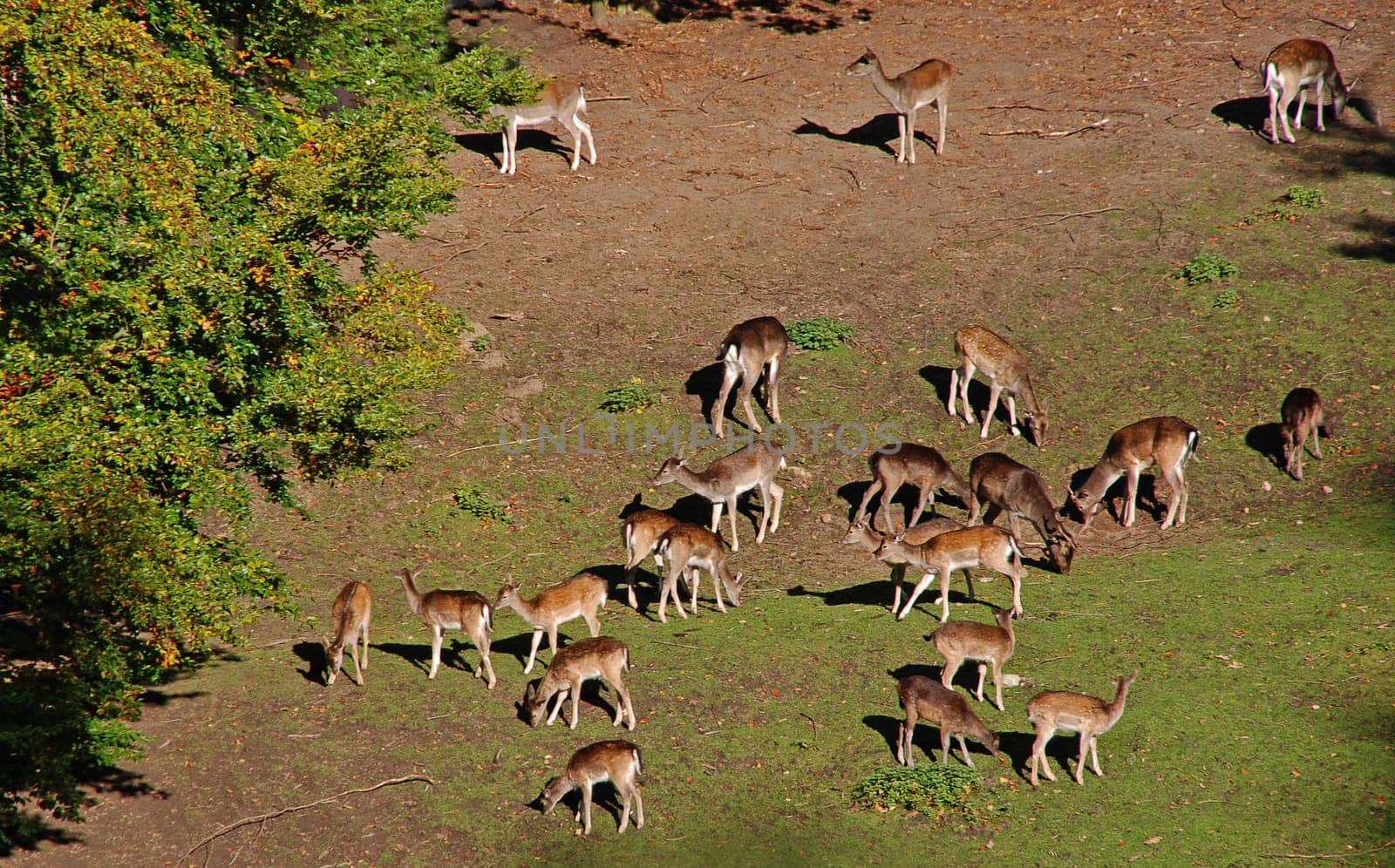 Deer