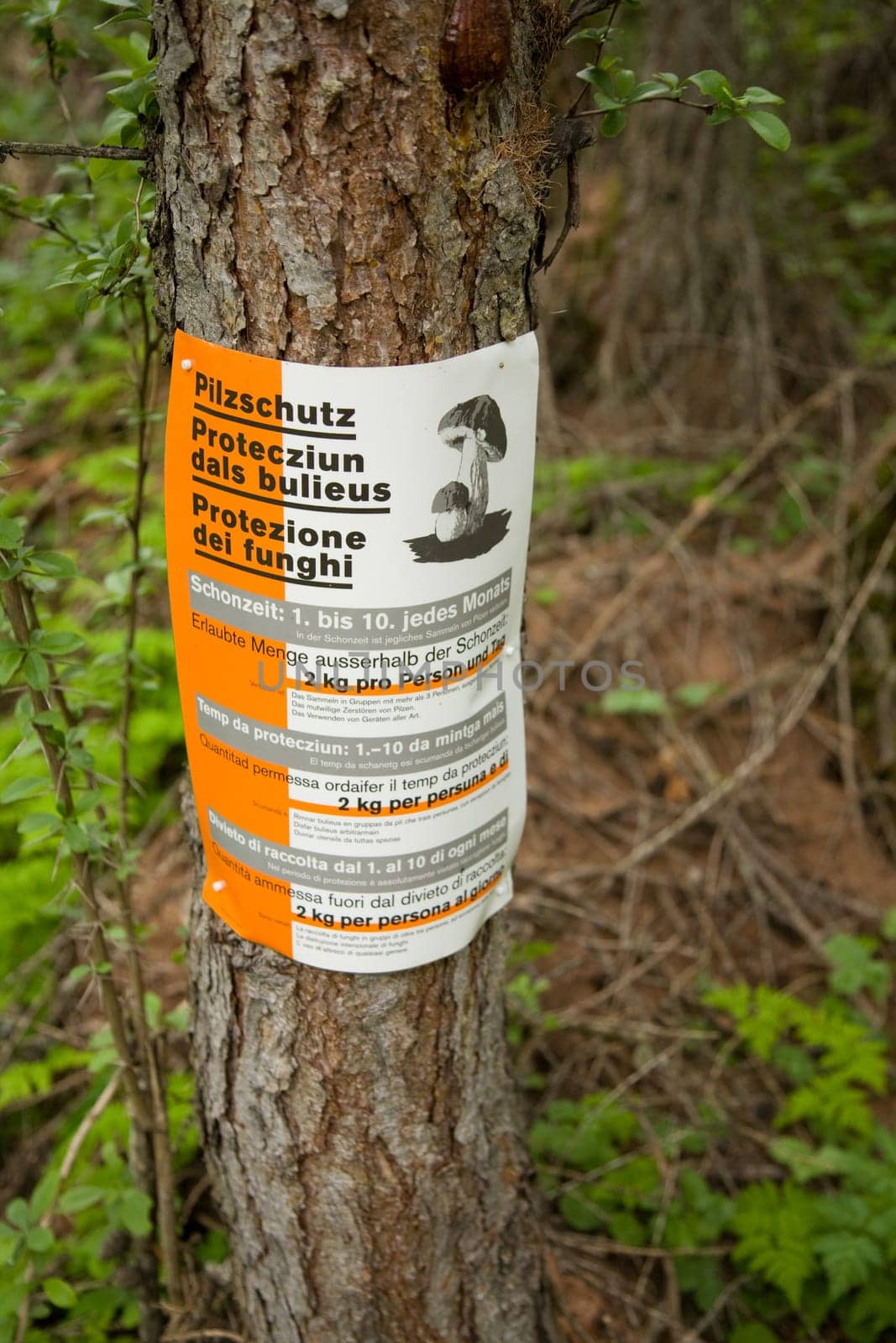 Mushroom protection