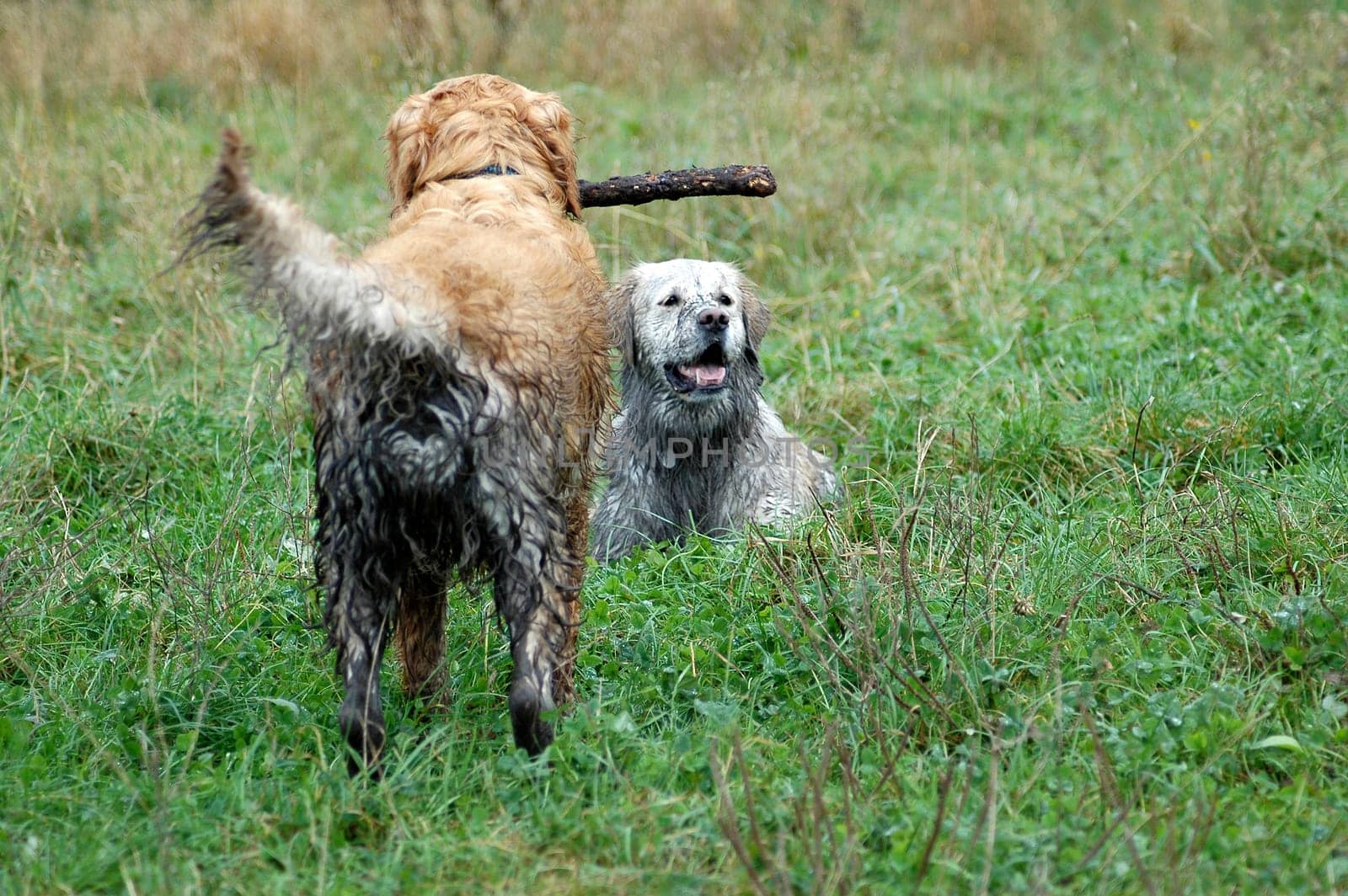 My stick