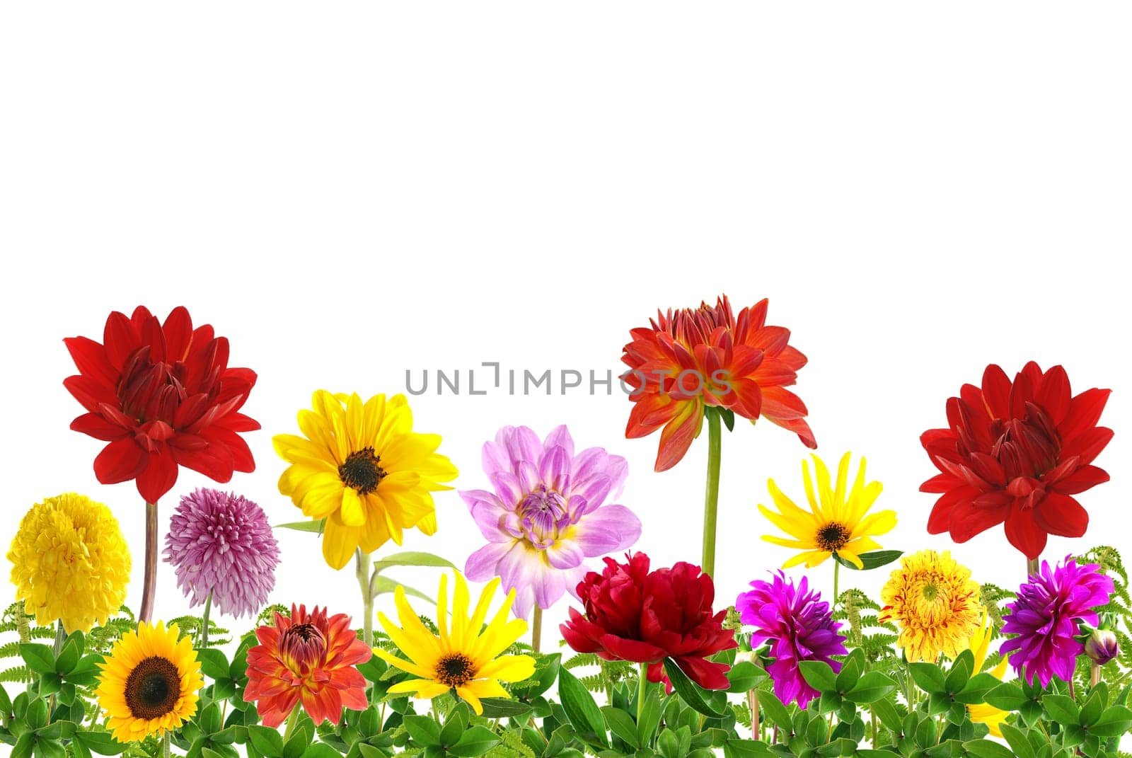 Flowers without food