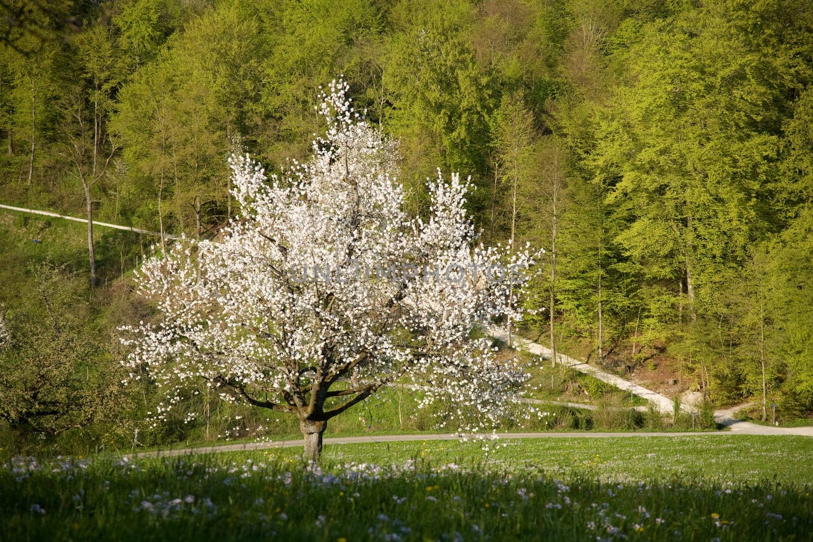 Cherry tree