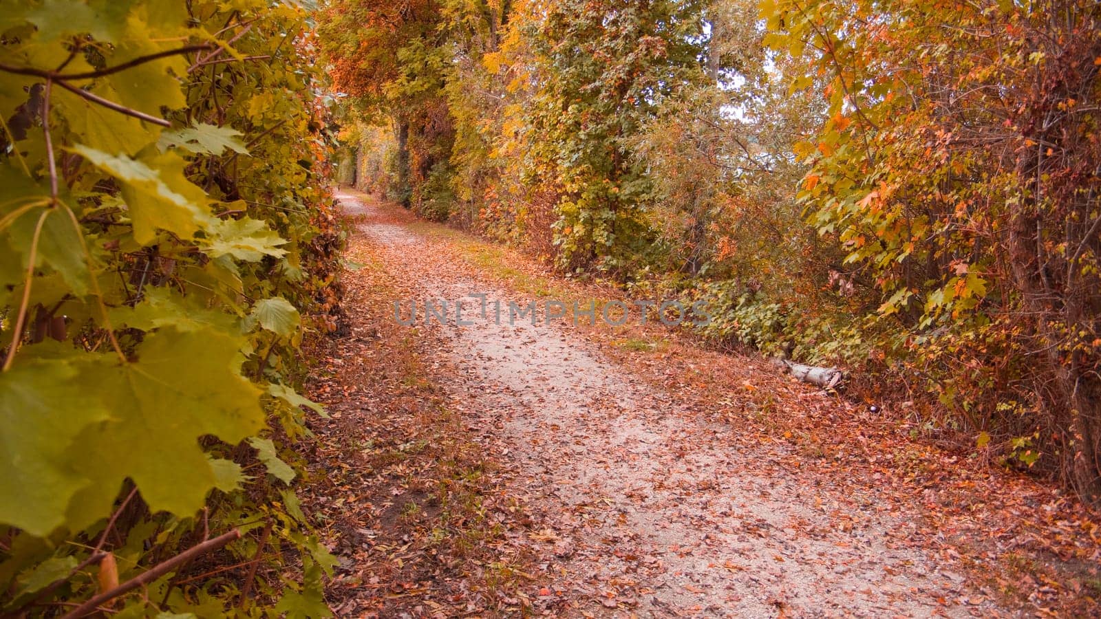 Autumn Way