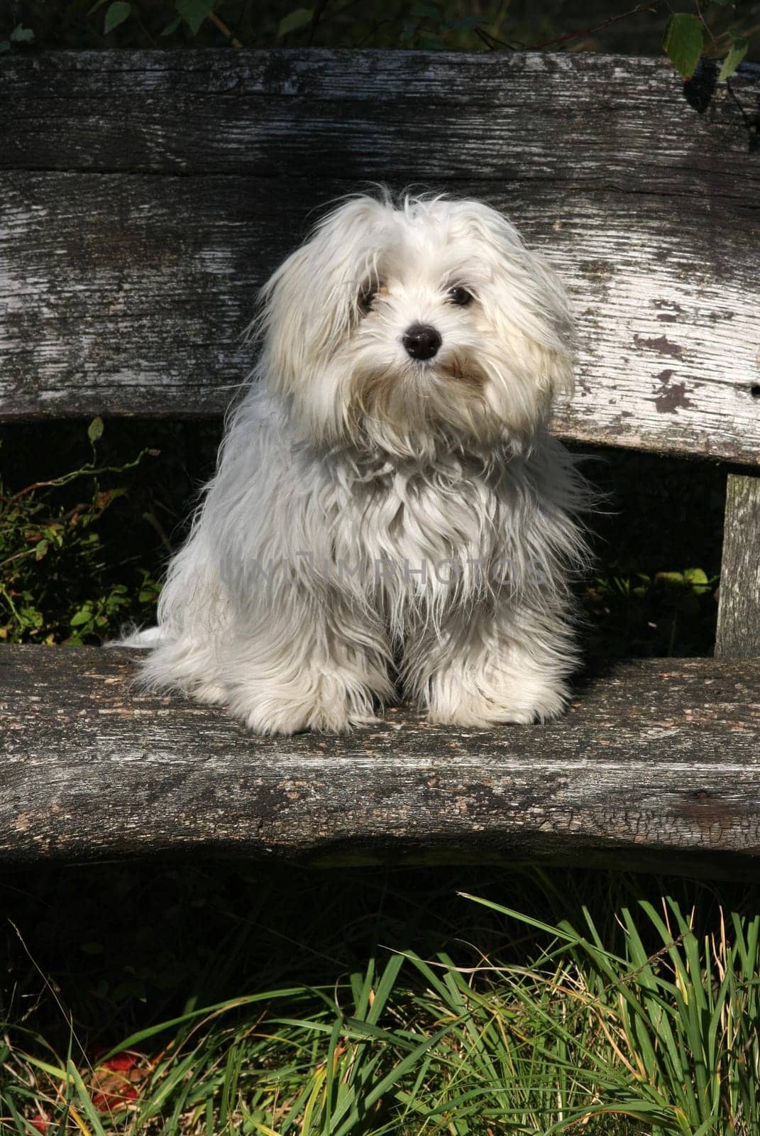 Oskar