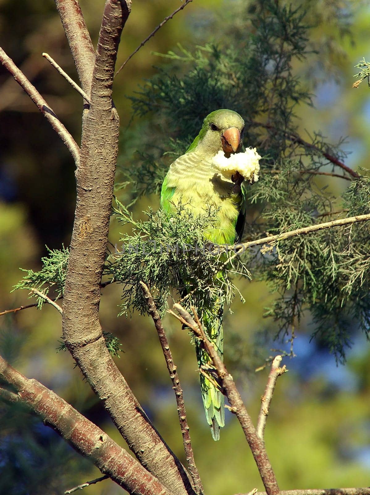 Monk parakeet (Myiopsitta monachus)