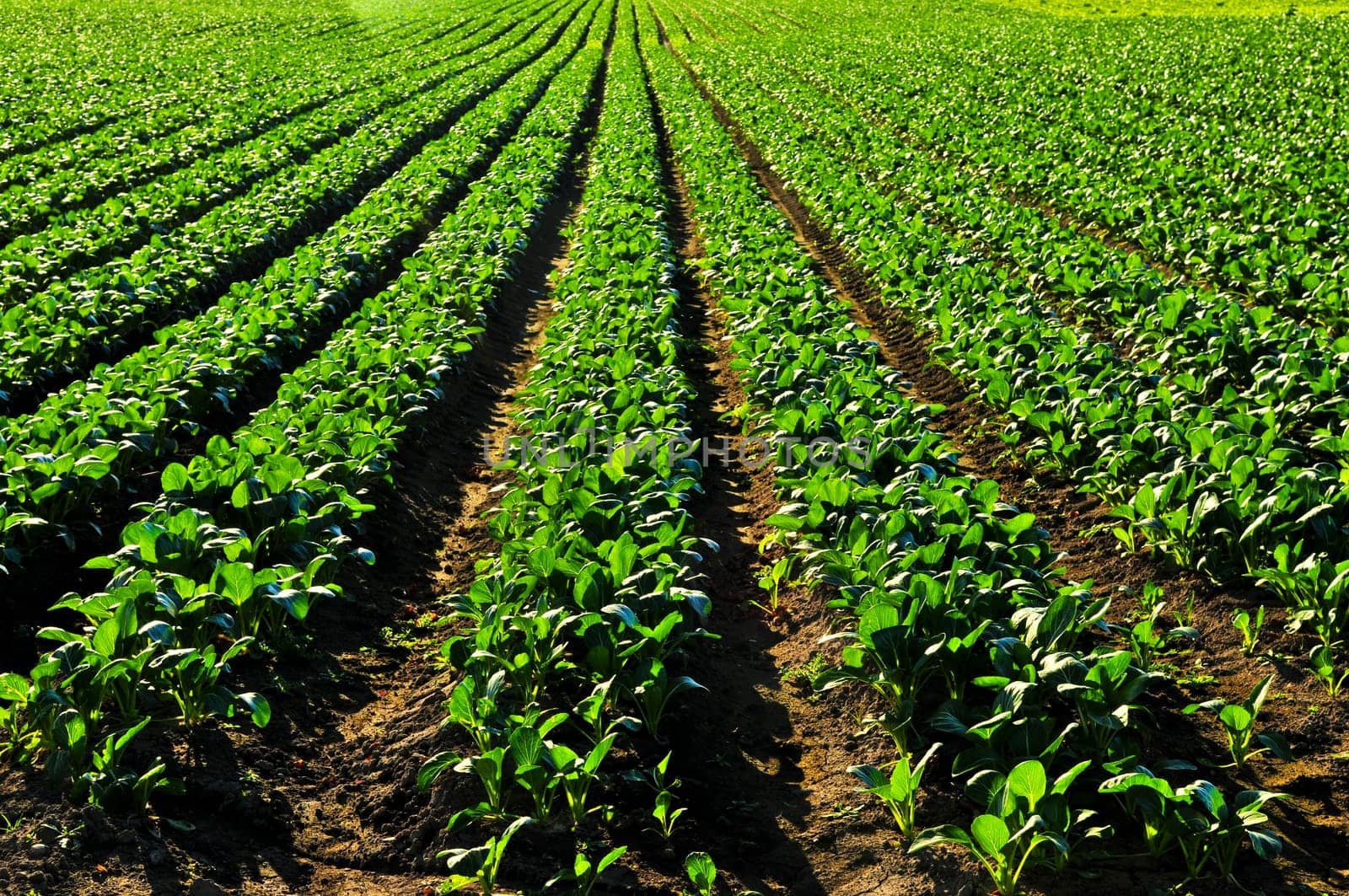 Rows of turnip plants in a field