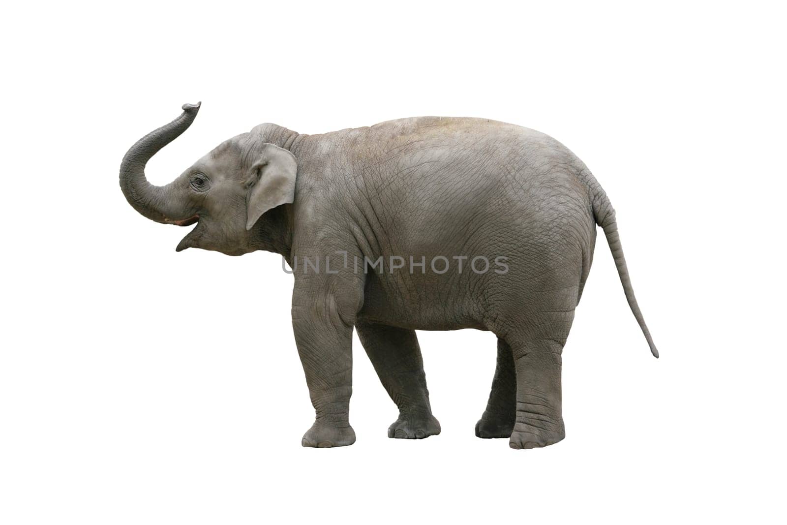 Elephant wd215