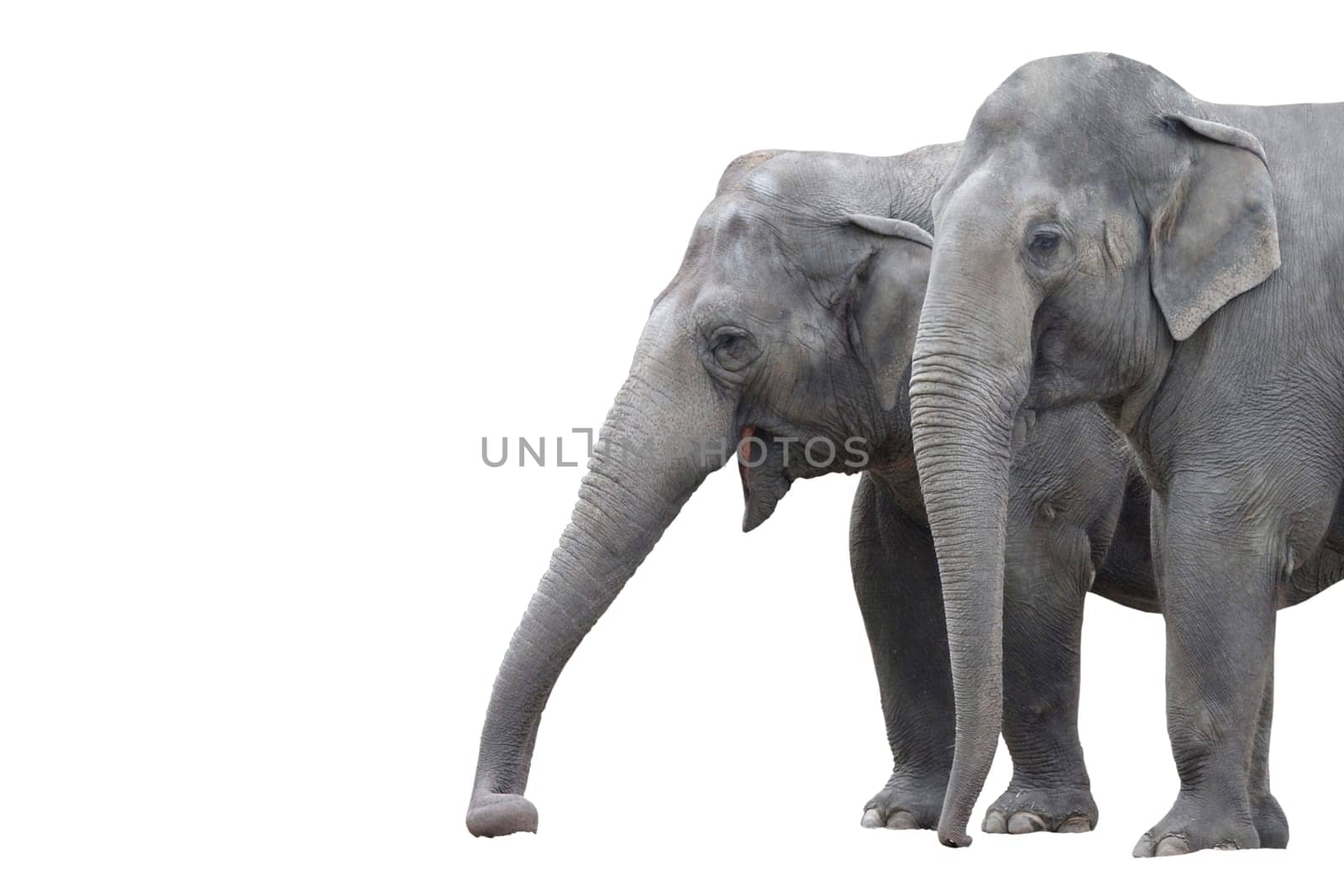 Elephant wd217