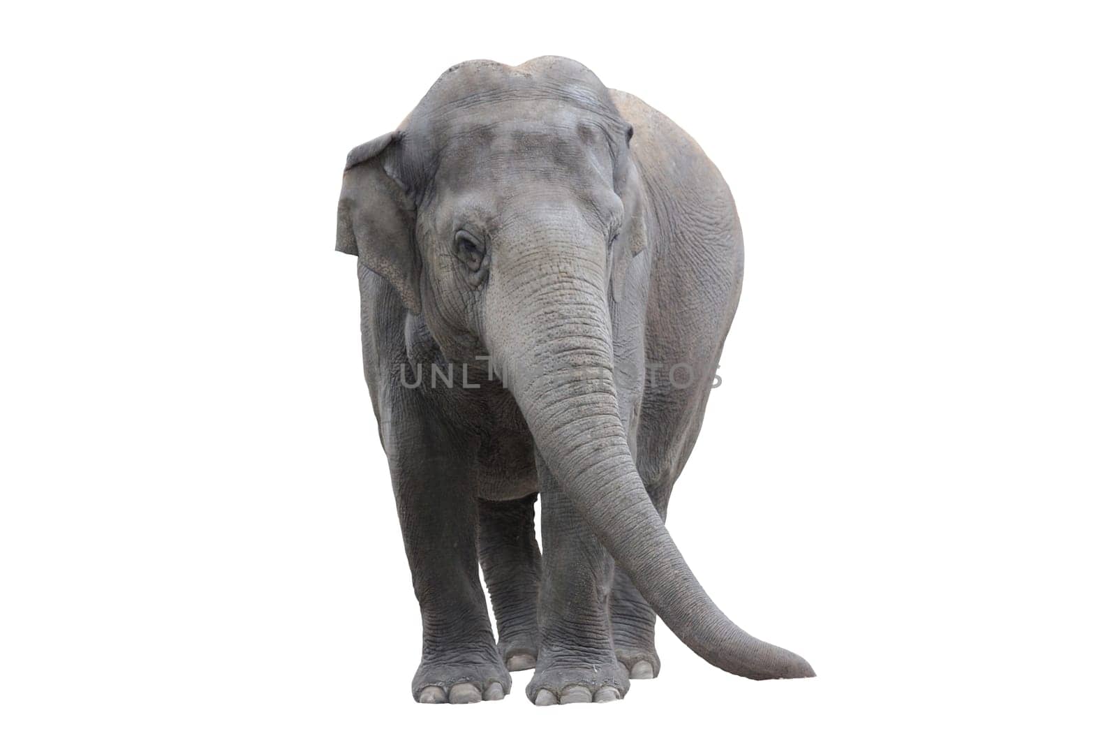 Elephant wd218