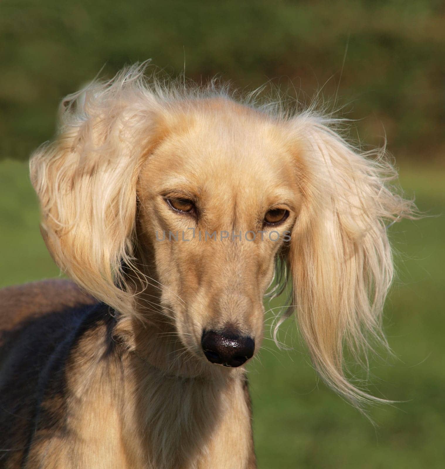 Portrait of Saluki