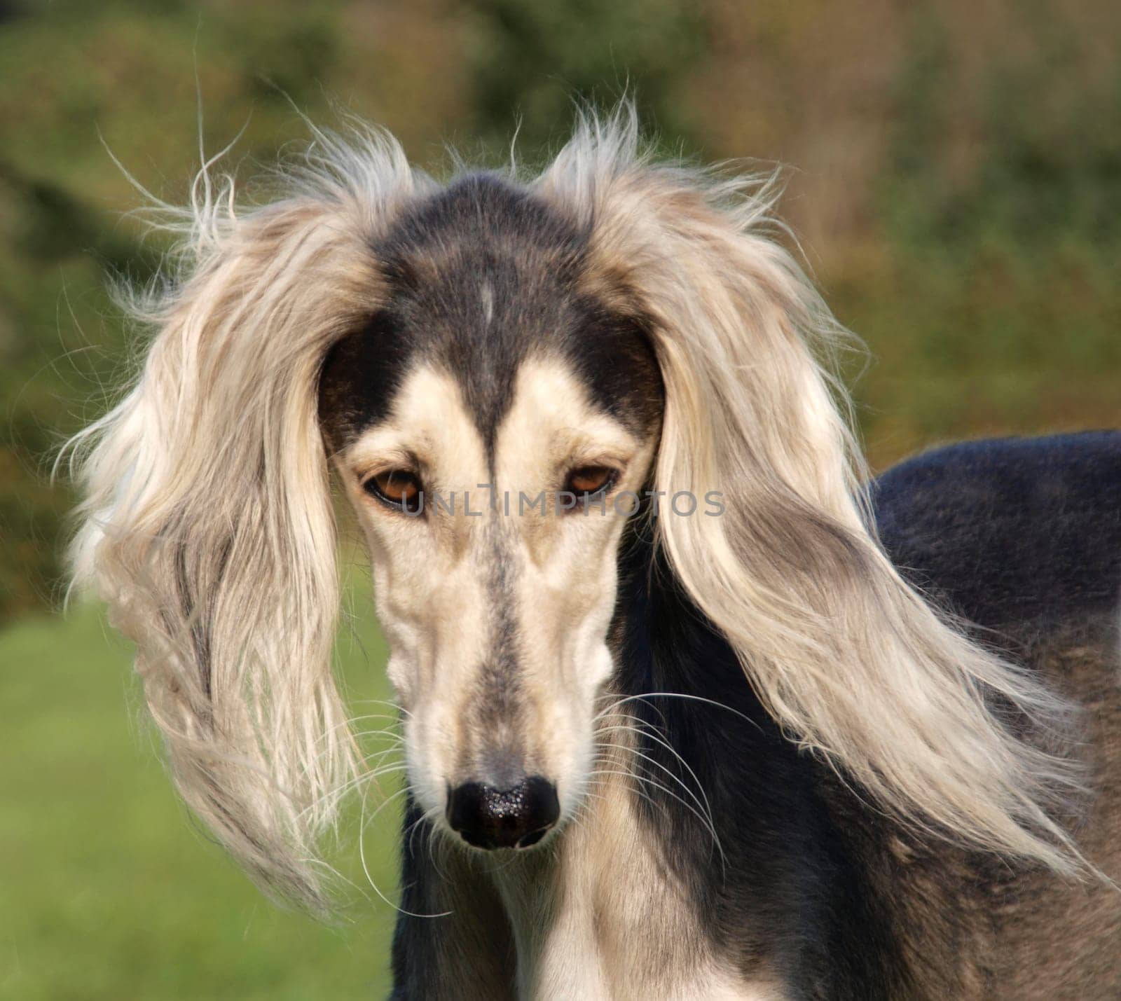 Saluki
