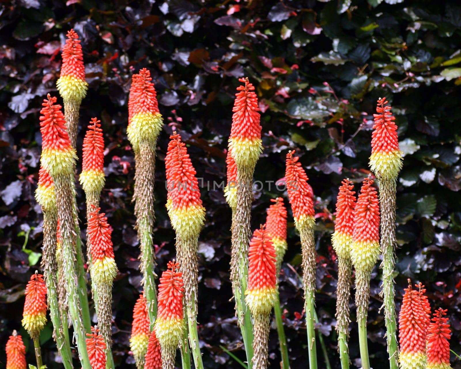 Long Flowers