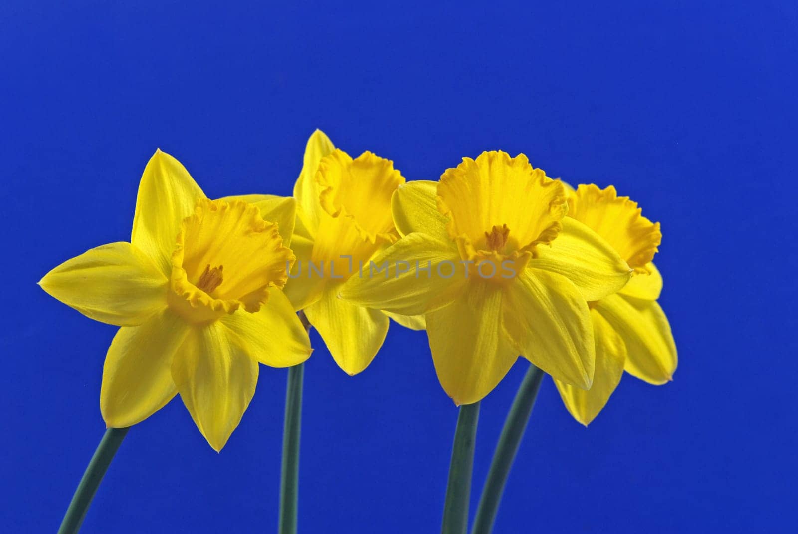 Daffodils against blue background