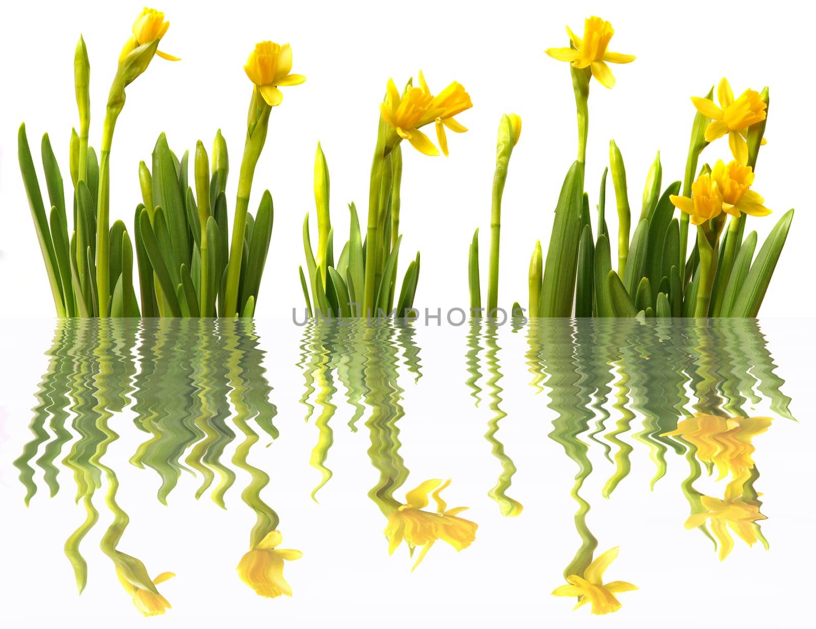 Daffodils mirrored